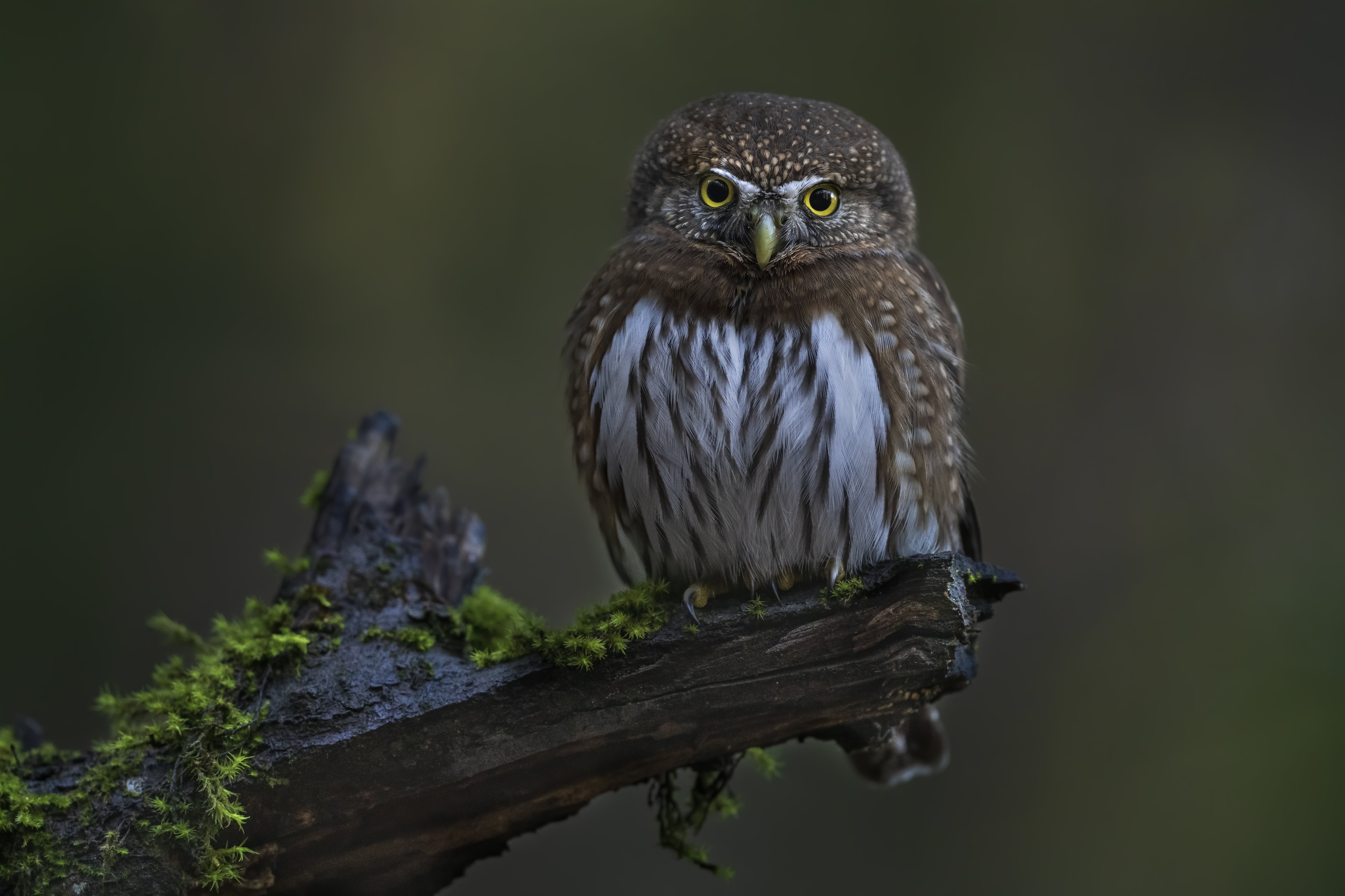 PCデスクトップに動物, 鳥, フクロウ画像を無料でダウンロード