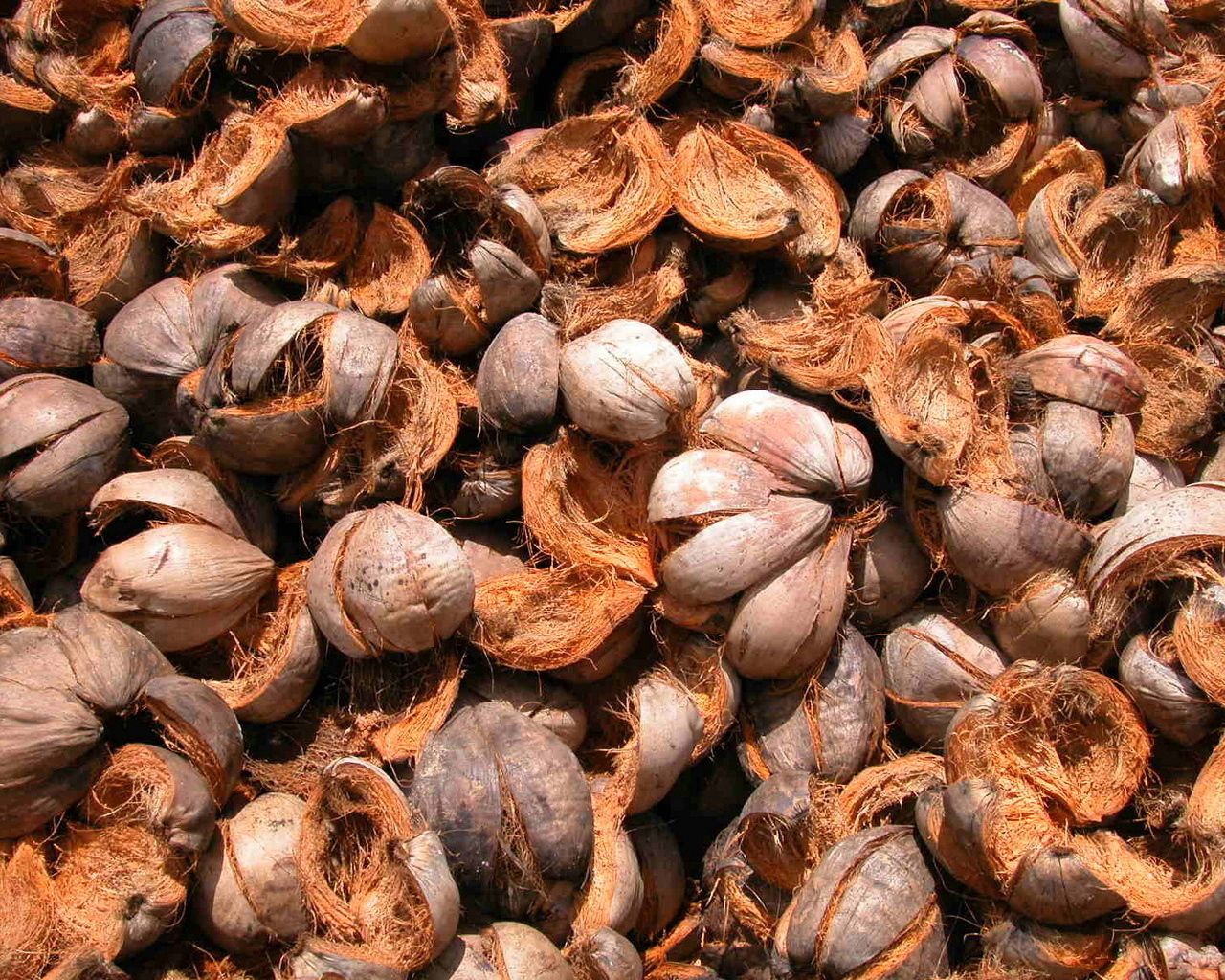 food, nuts, ripe, shell HD wallpaper