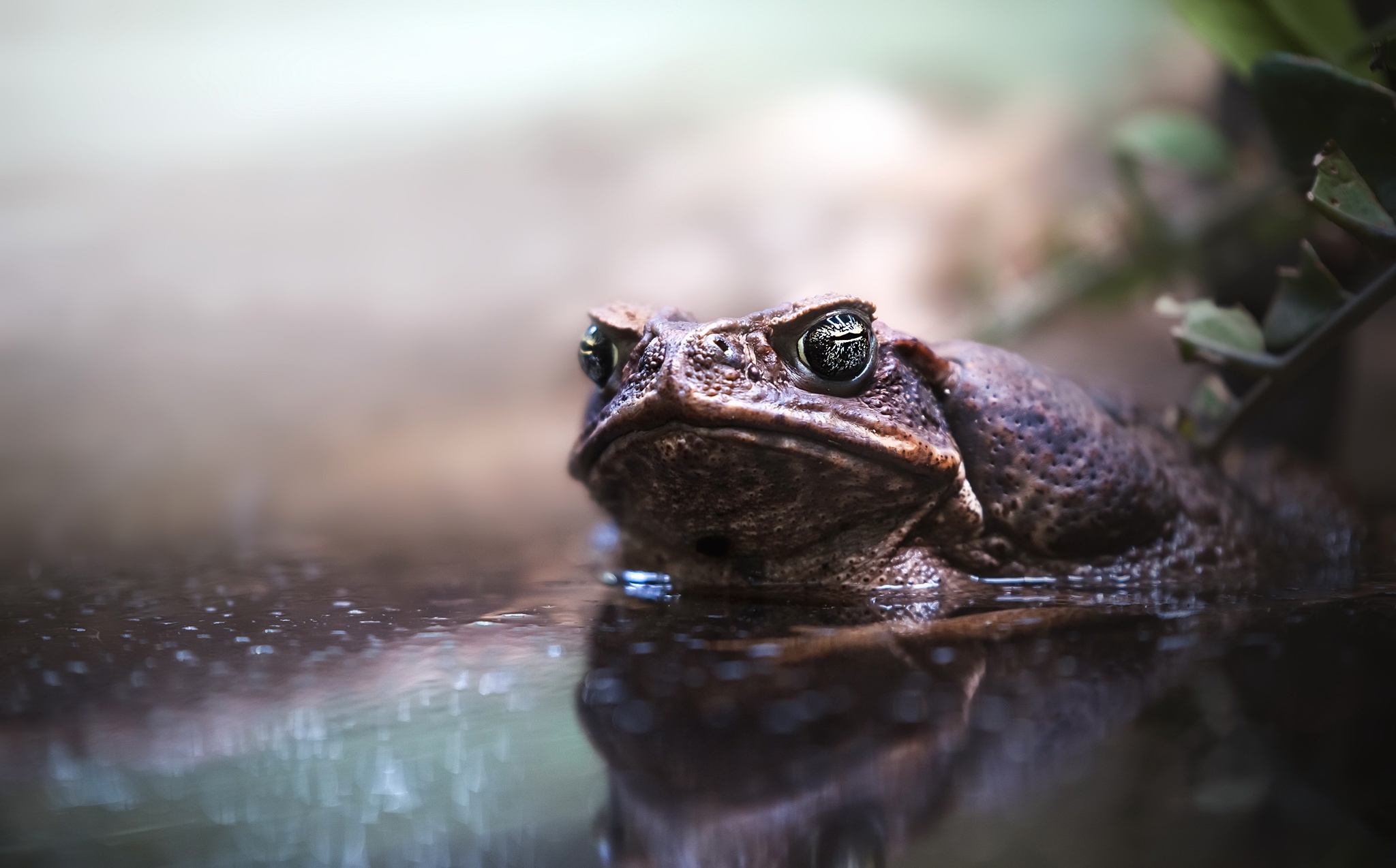 Download mobile wallpaper Water, Reflection, Animal, Amphibian, Toad for free.