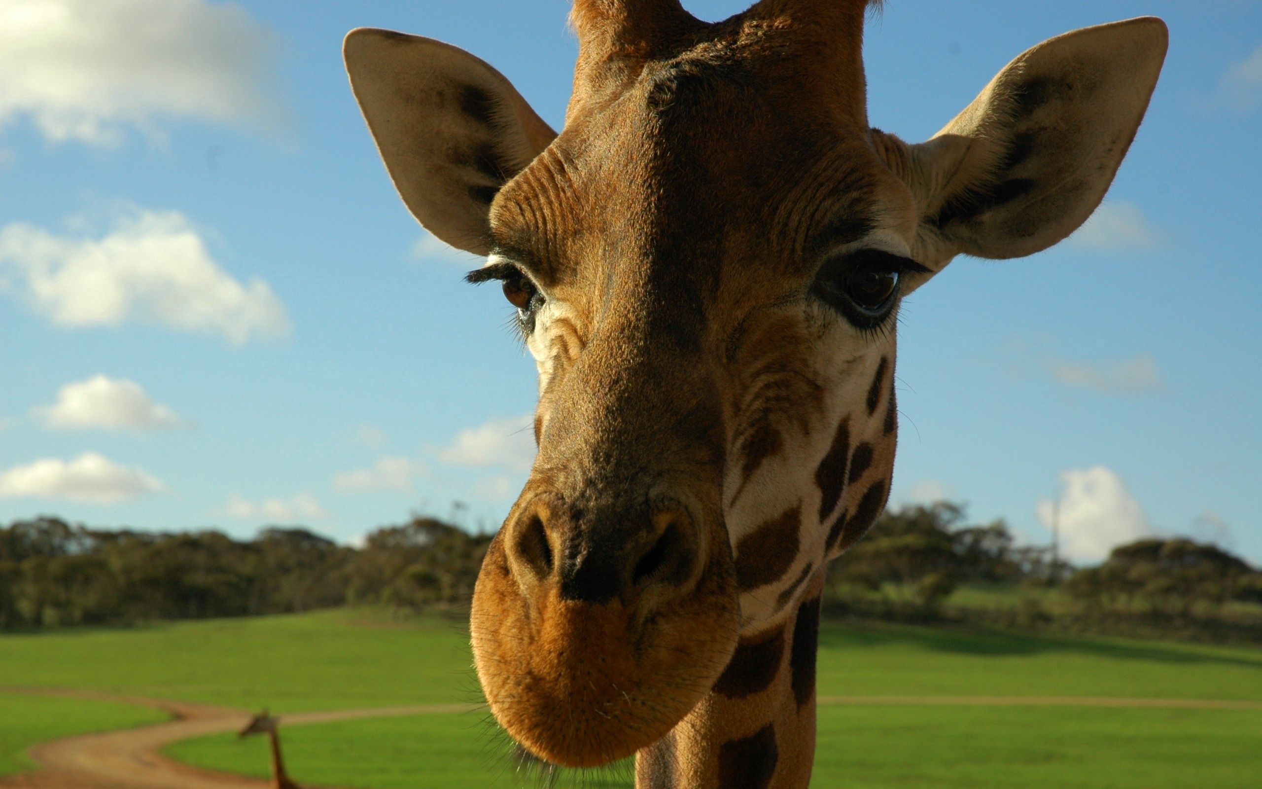 75018 скачать обои жираф, морда, животные, пятнистый, уши - заставки и картинки бесплатно