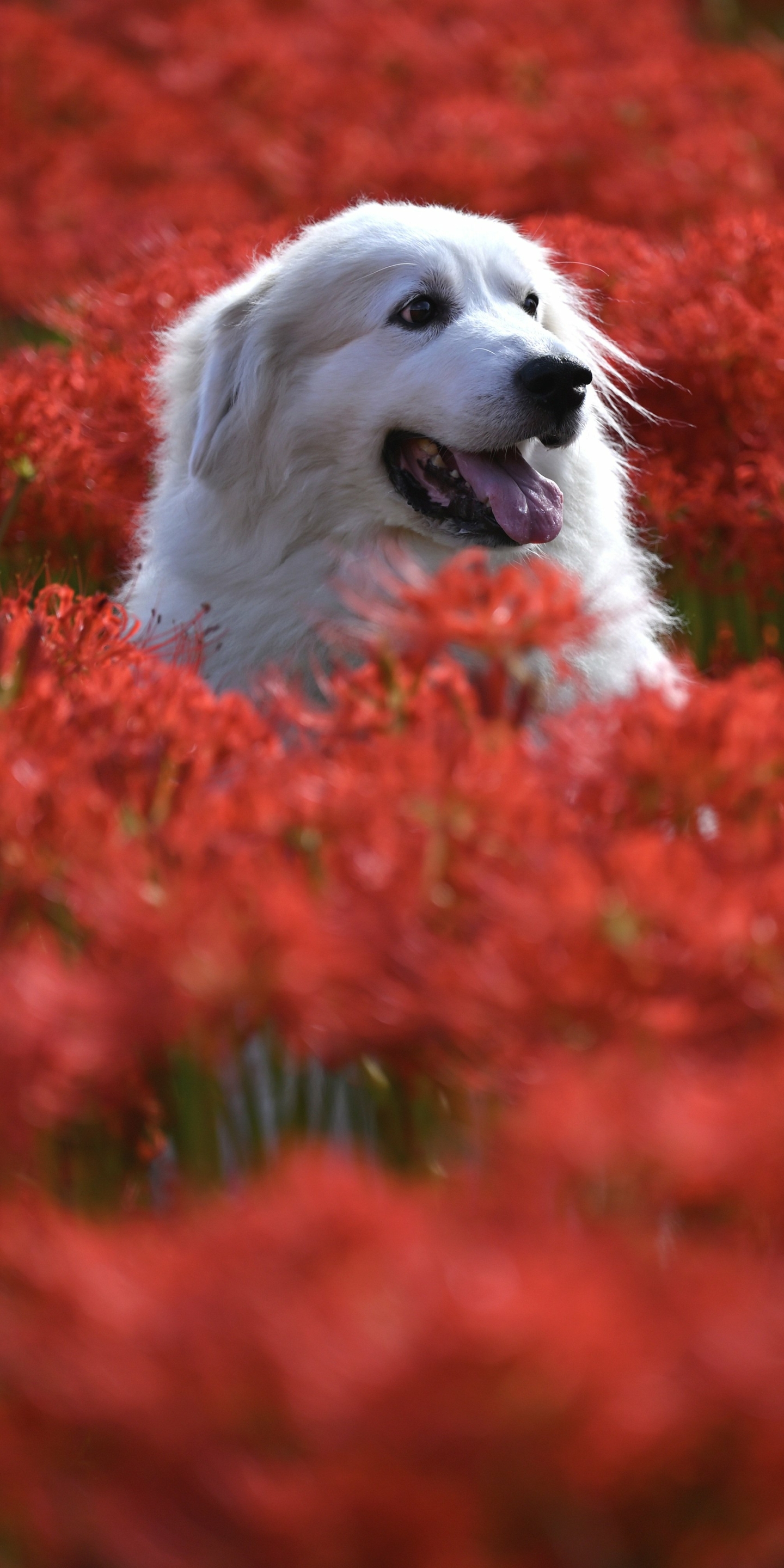 Download mobile wallpaper Dogs, Dog, Animal, Red Flower for free.