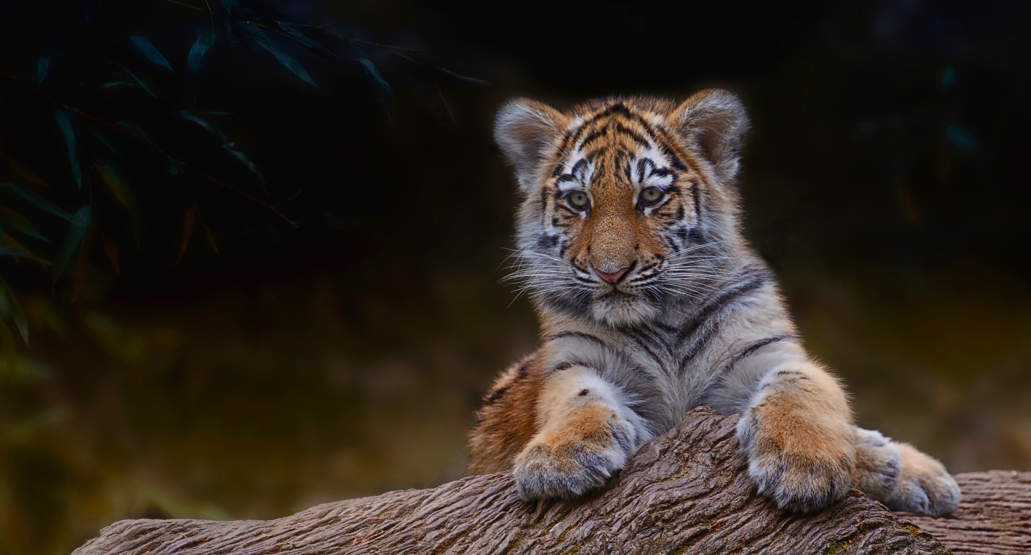 Laden Sie das Tiere, Katzen, Tiger, Tierbaby, Jungtier-Bild kostenlos auf Ihren PC-Desktop herunter