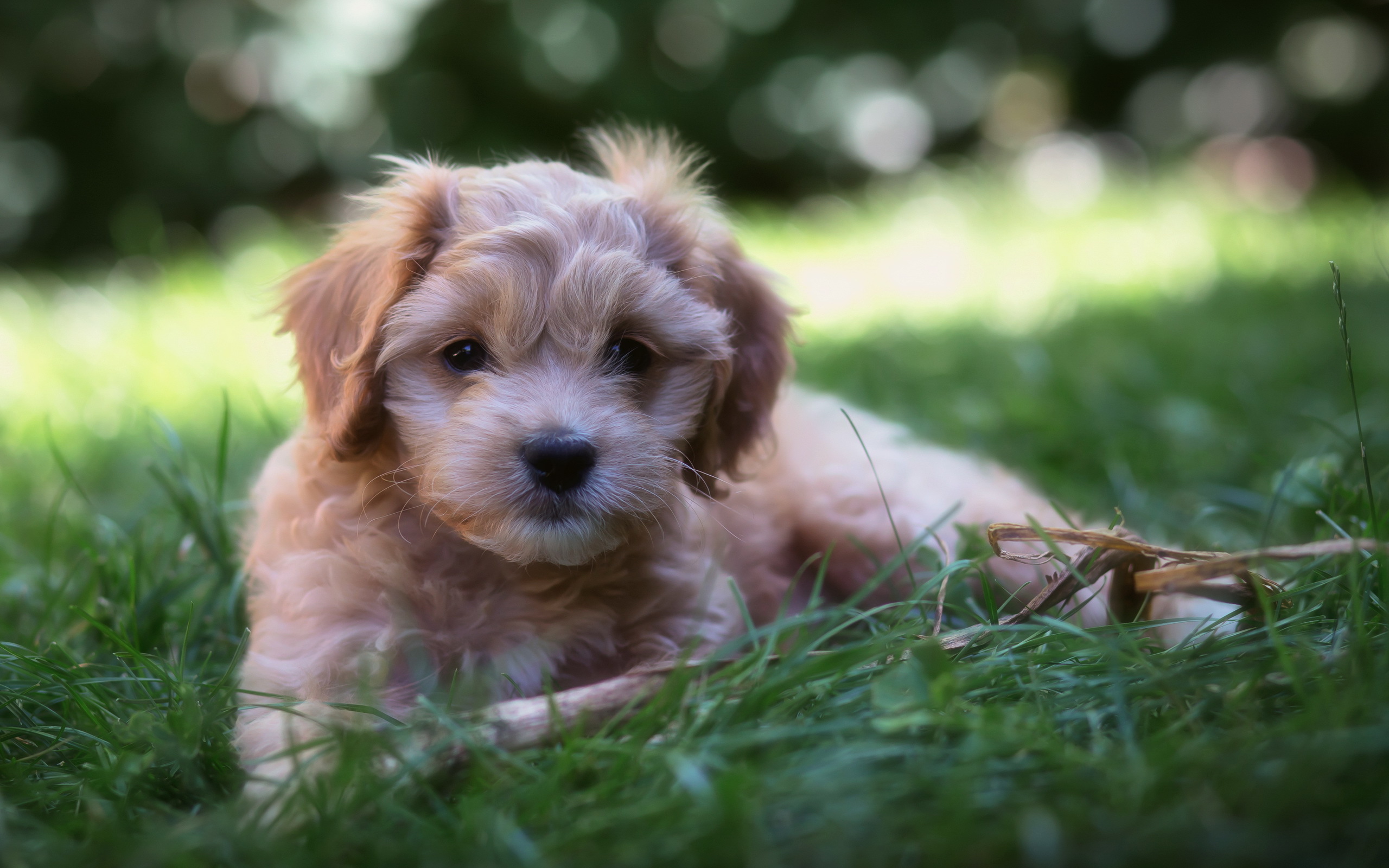 PCデスクトップに動物, 犬画像を無料でダウンロード