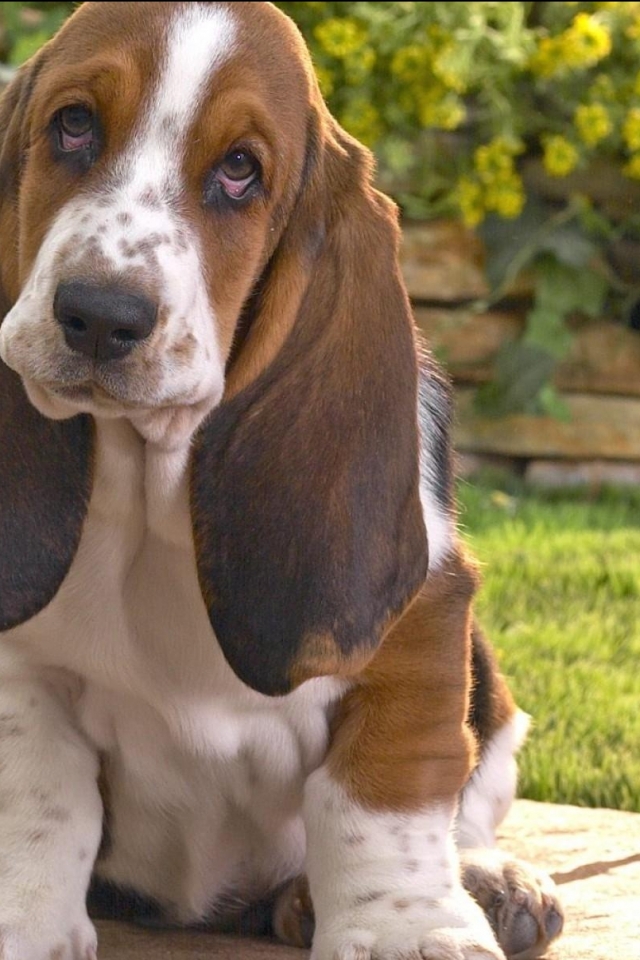 Download mobile wallpaper Dogs, Animal, Basset Hound for free.