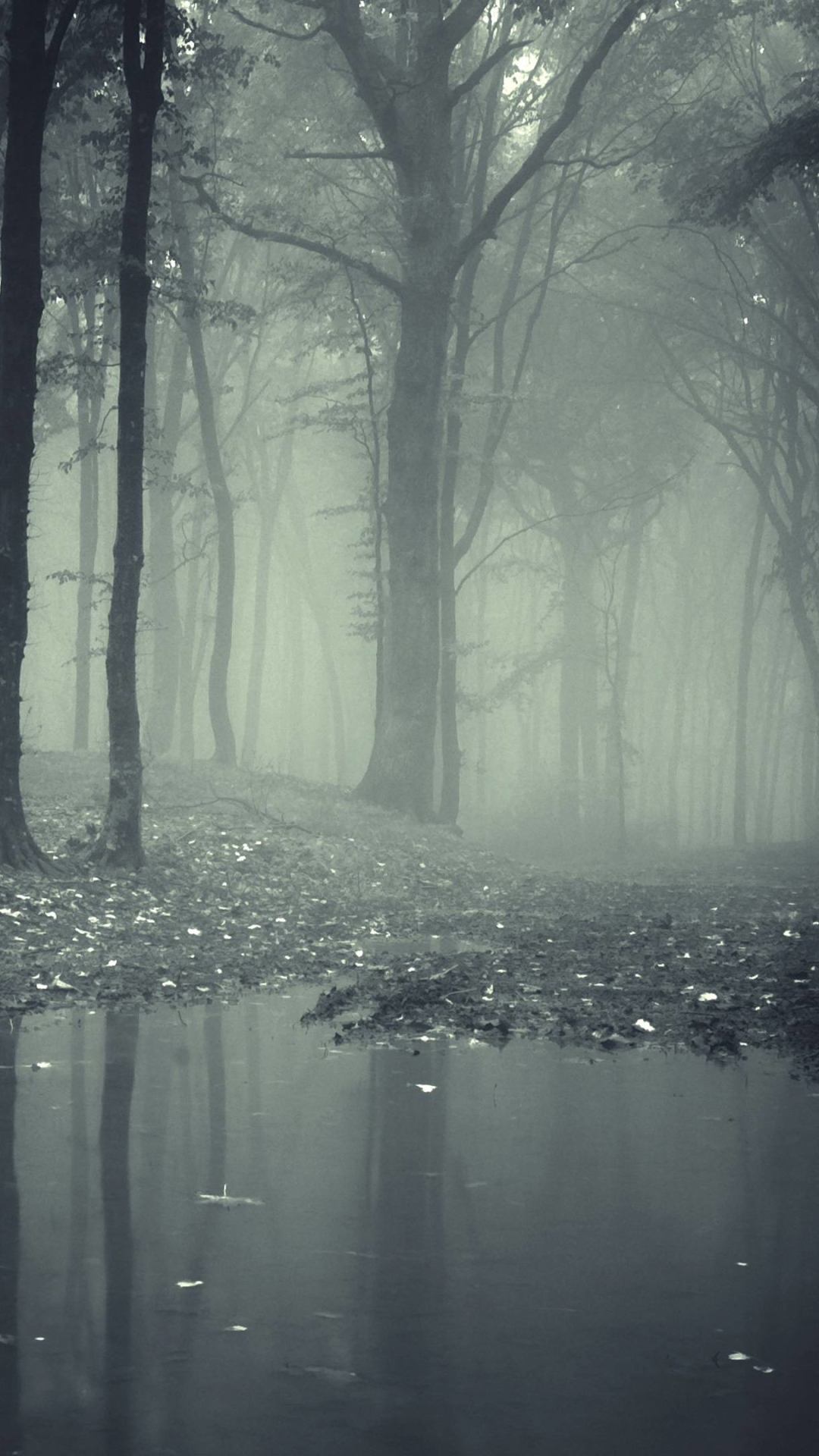 Download mobile wallpaper Nature, Forest, Tree, Fog, Earth for free.