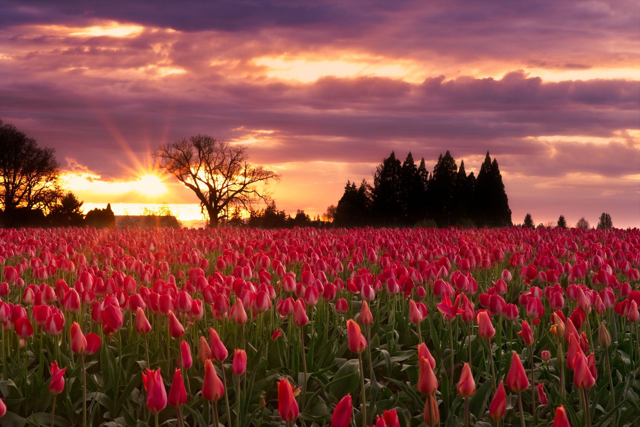 Free download wallpaper Nature, Flowers, Sunset, Flower, Earth, Tulip, Pink Flower on your PC desktop