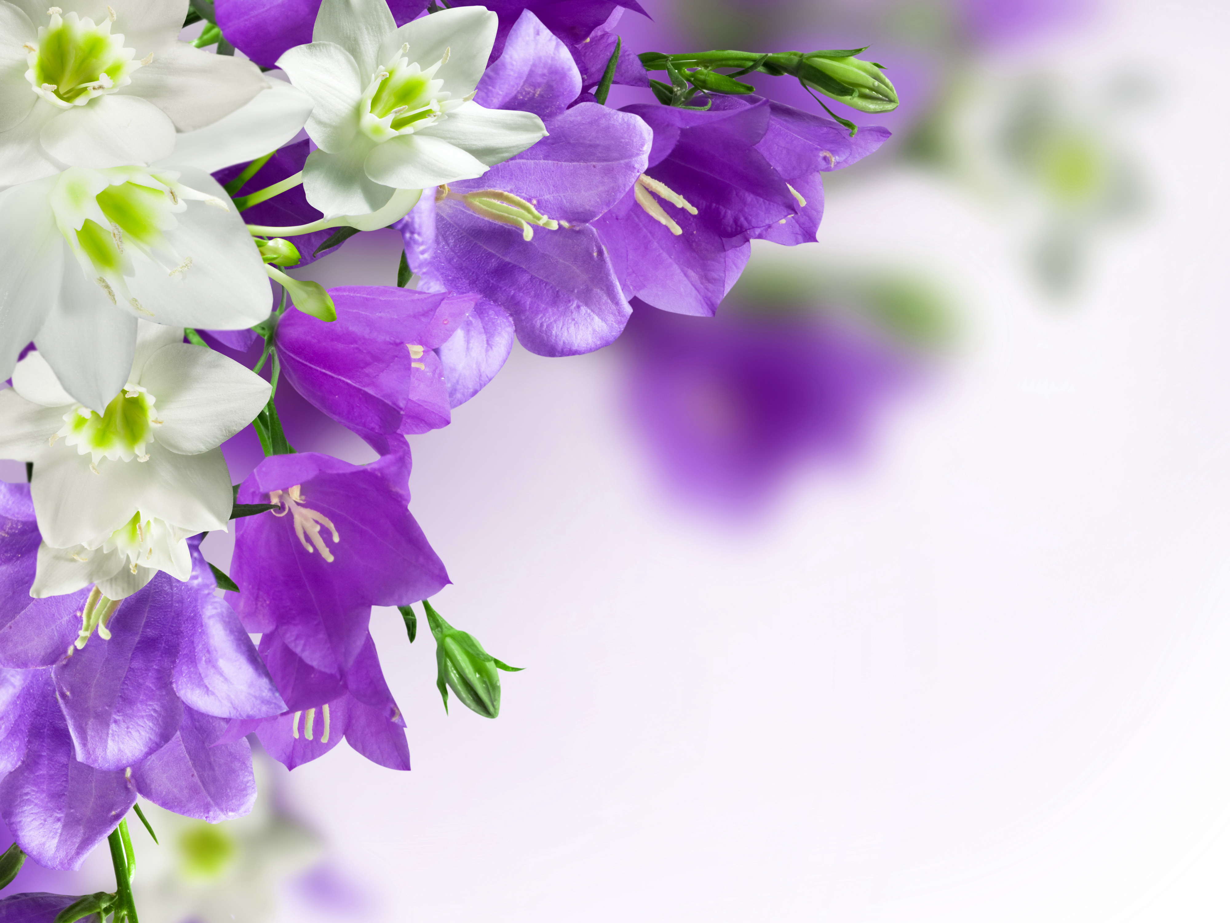395242 descargar fondo de pantalla tierra/naturaleza, campanilla, de cerca, flor, flor purpura, flor blanca, flores: protectores de pantalla e imágenes gratis