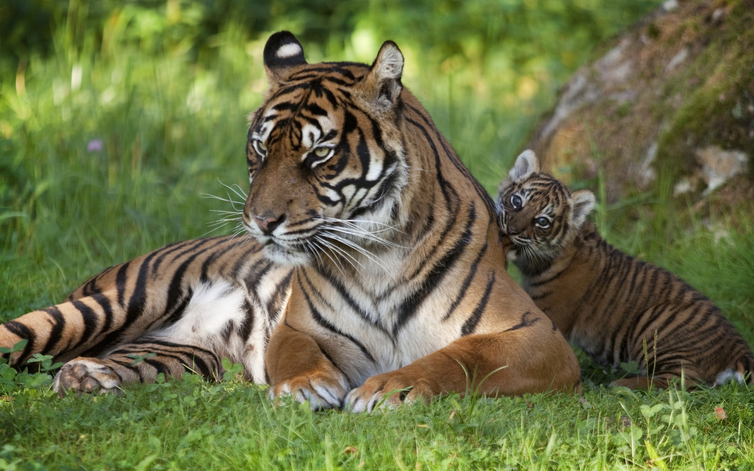 Téléchargez gratuitement l'image Animaux, Chats, Tigre sur le bureau de votre PC