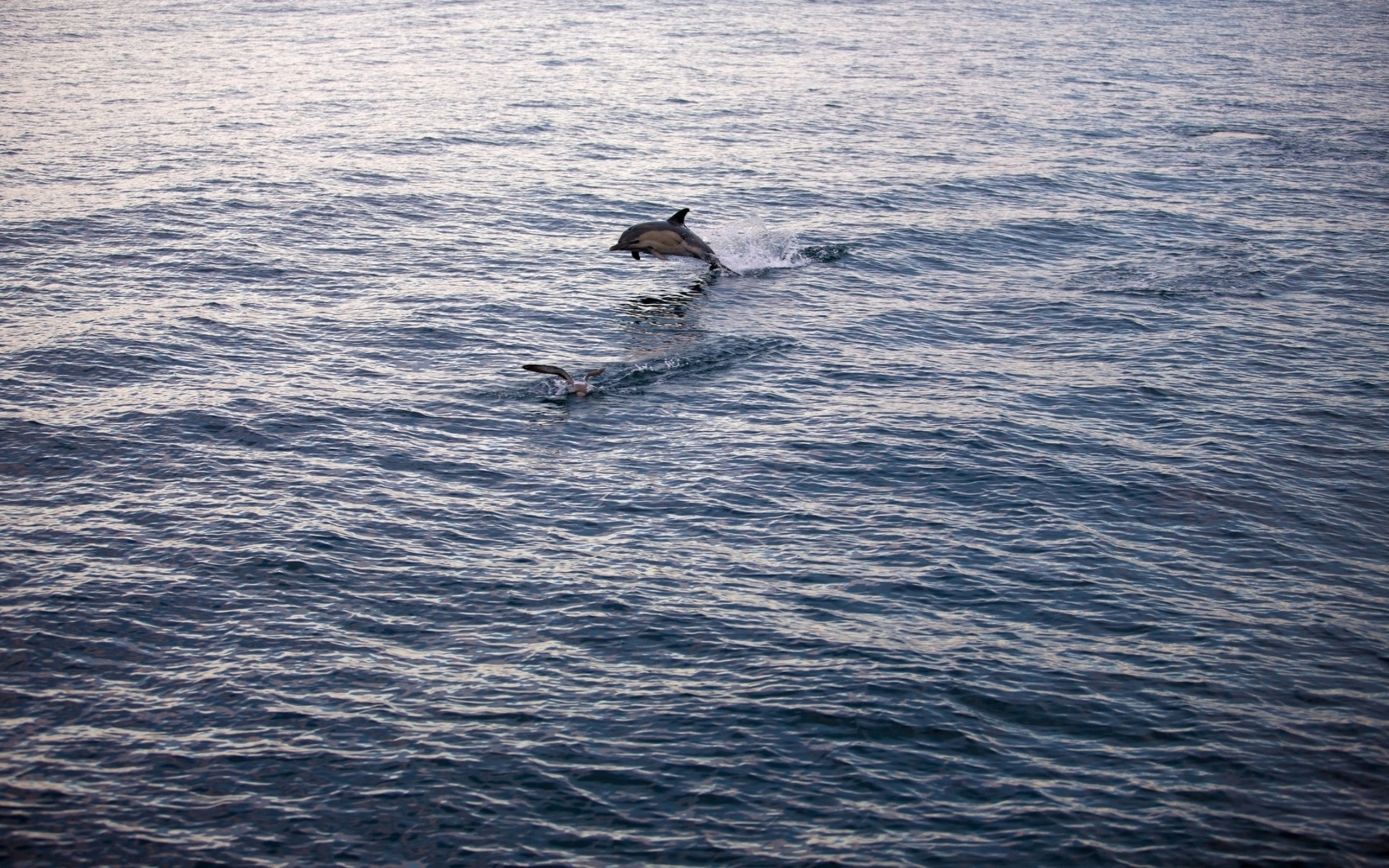 Laden Sie das Delfin, Tiere-Bild kostenlos auf Ihren PC-Desktop herunter