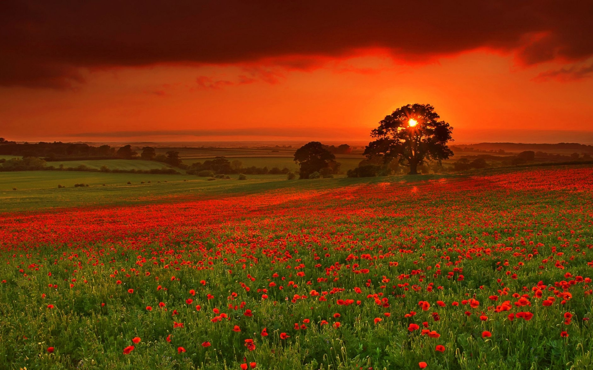 fields, landscape, sunset, poppies