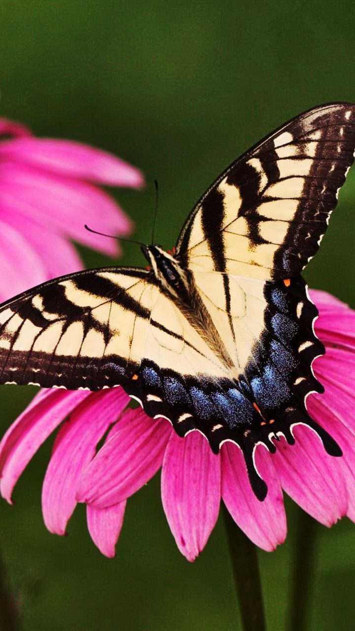 Download mobile wallpaper Butterfly, Animal for free.