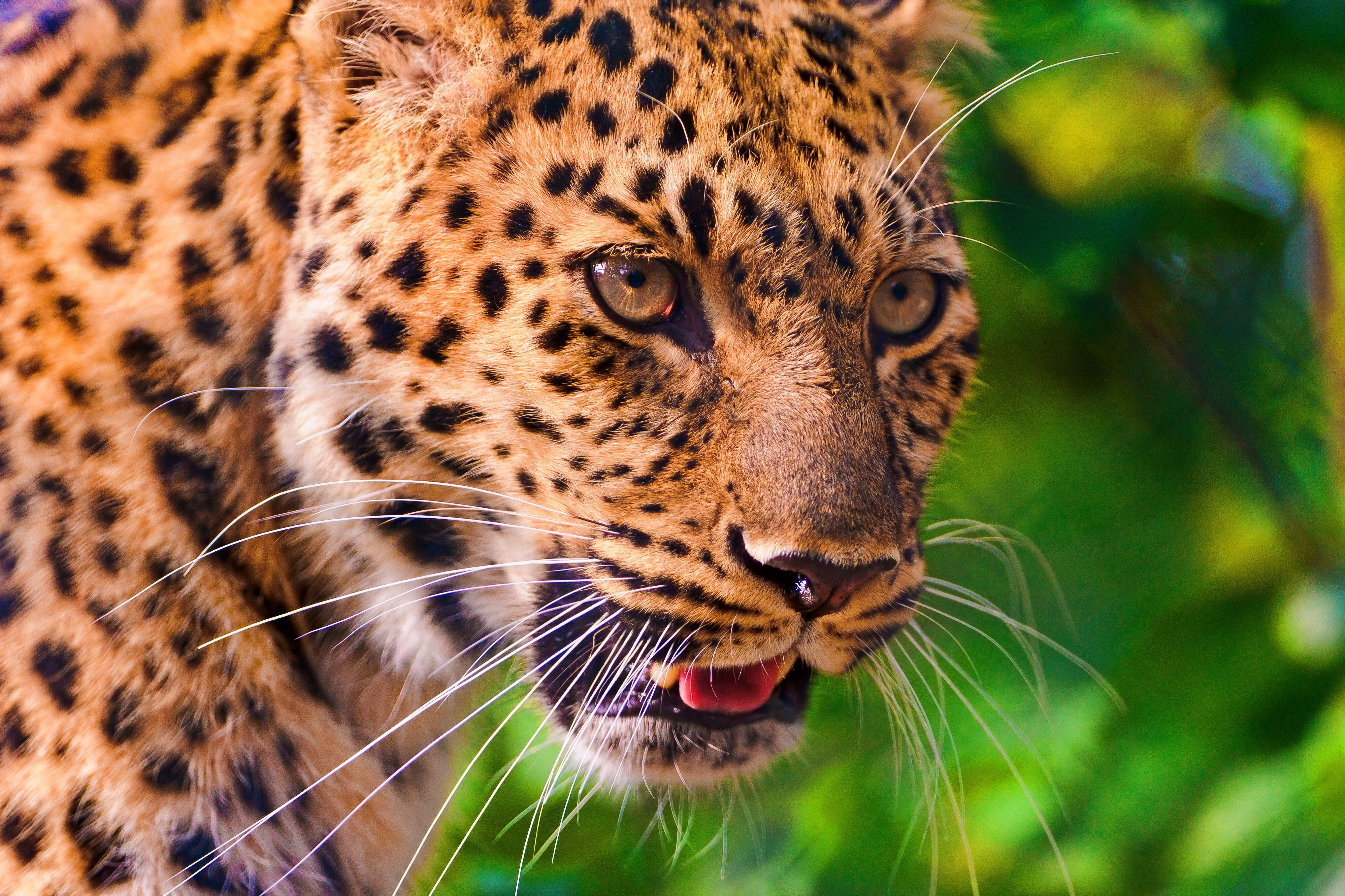 Handy-Wallpaper Leopard, Katzen, Tiere kostenlos herunterladen.