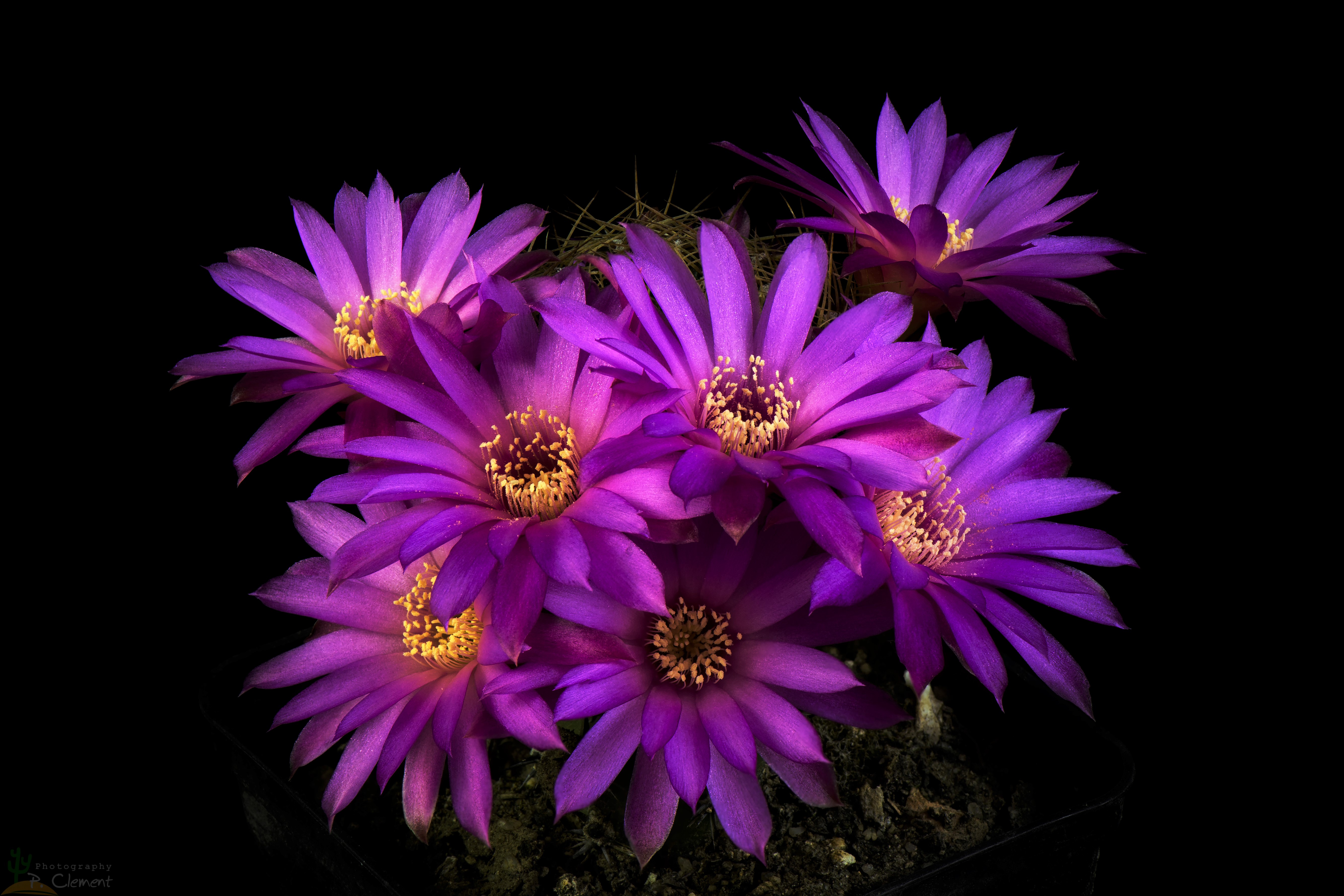 Free download wallpaper Flowers, Flower, Earth, Cactus, Purple Flower on your PC desktop