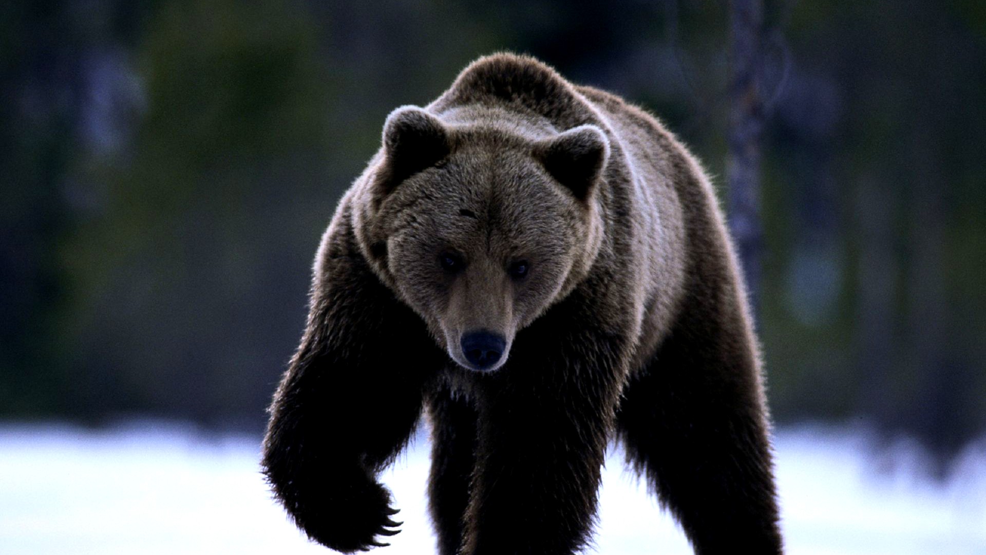 Скачати мобільні шпалери Ведмідь, Тварина безкоштовно.