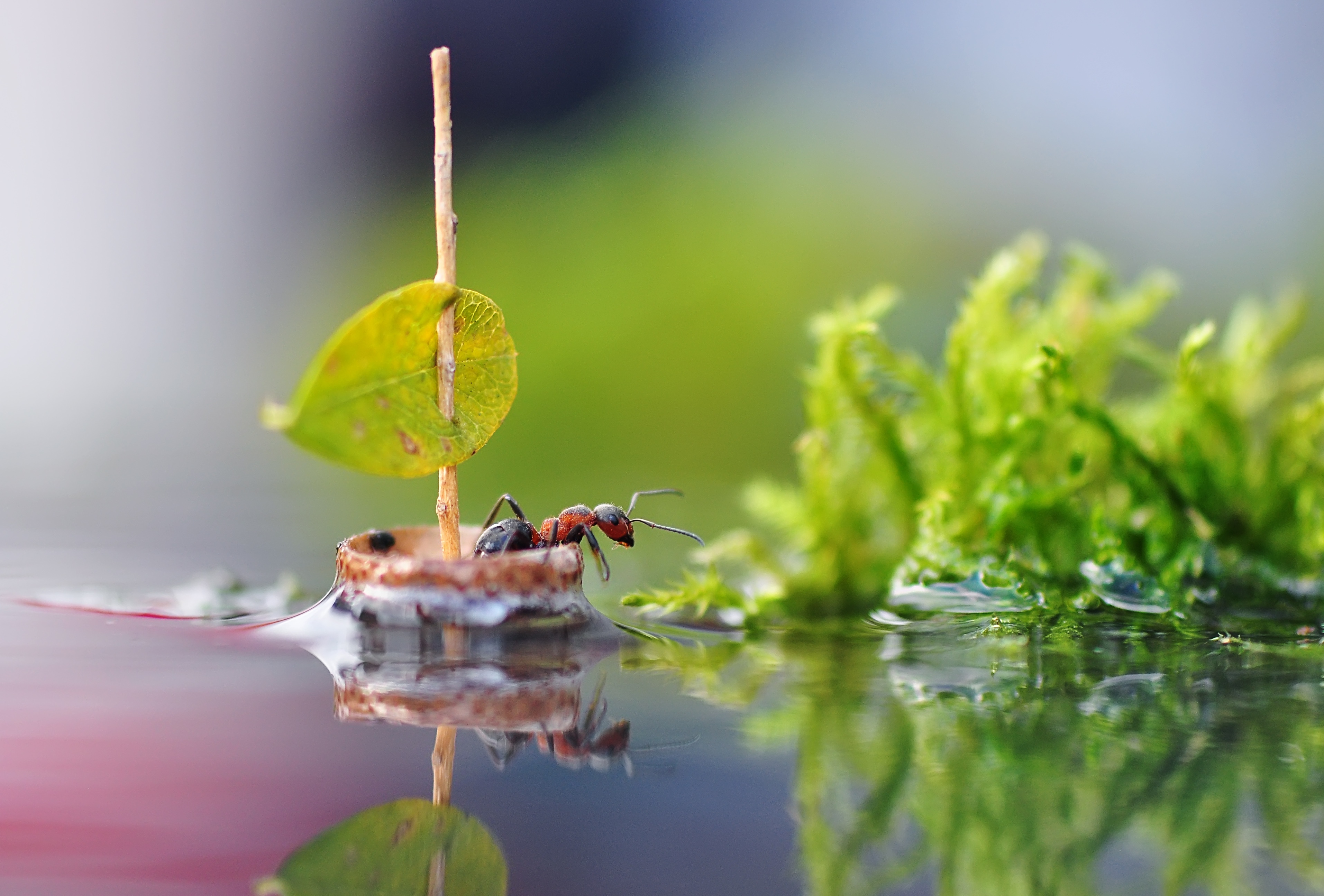 Free download wallpaper Water, Reflection, Macro, Insect, Animal, Boat, Ant on your PC desktop