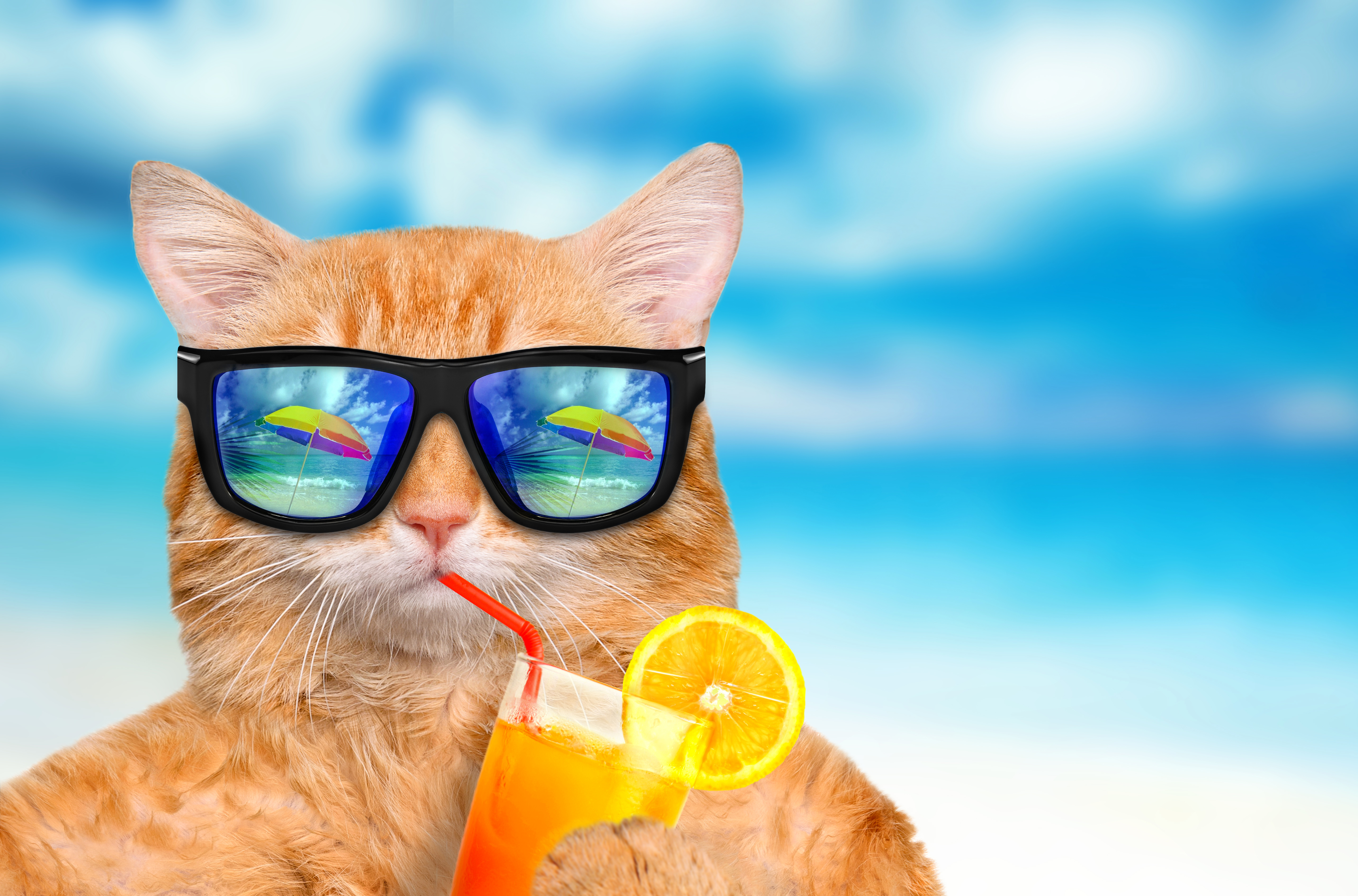 Laden Sie das Humor, Katzen, Katze, Cocktail-Bild kostenlos auf Ihren PC-Desktop herunter