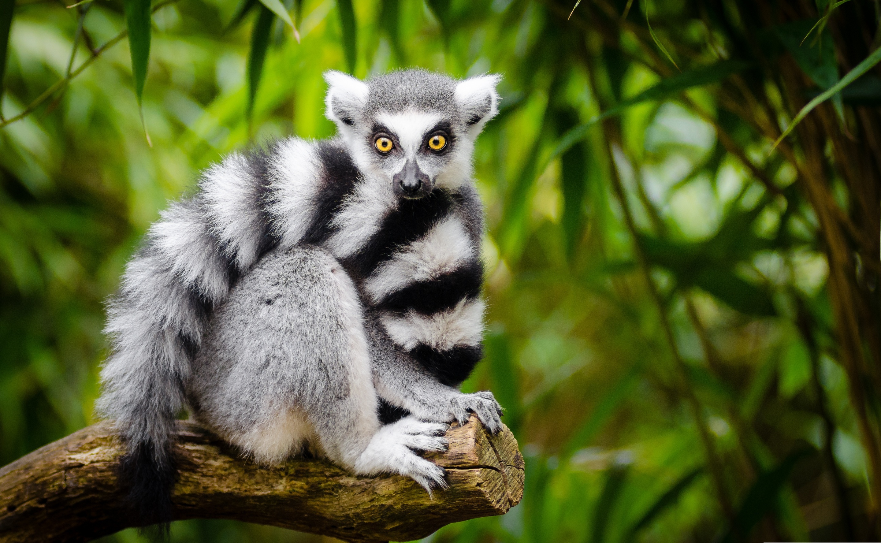 423541 Bild herunterladen tiere, lemur, primas, affen - Hintergrundbilder und Bildschirmschoner kostenlos