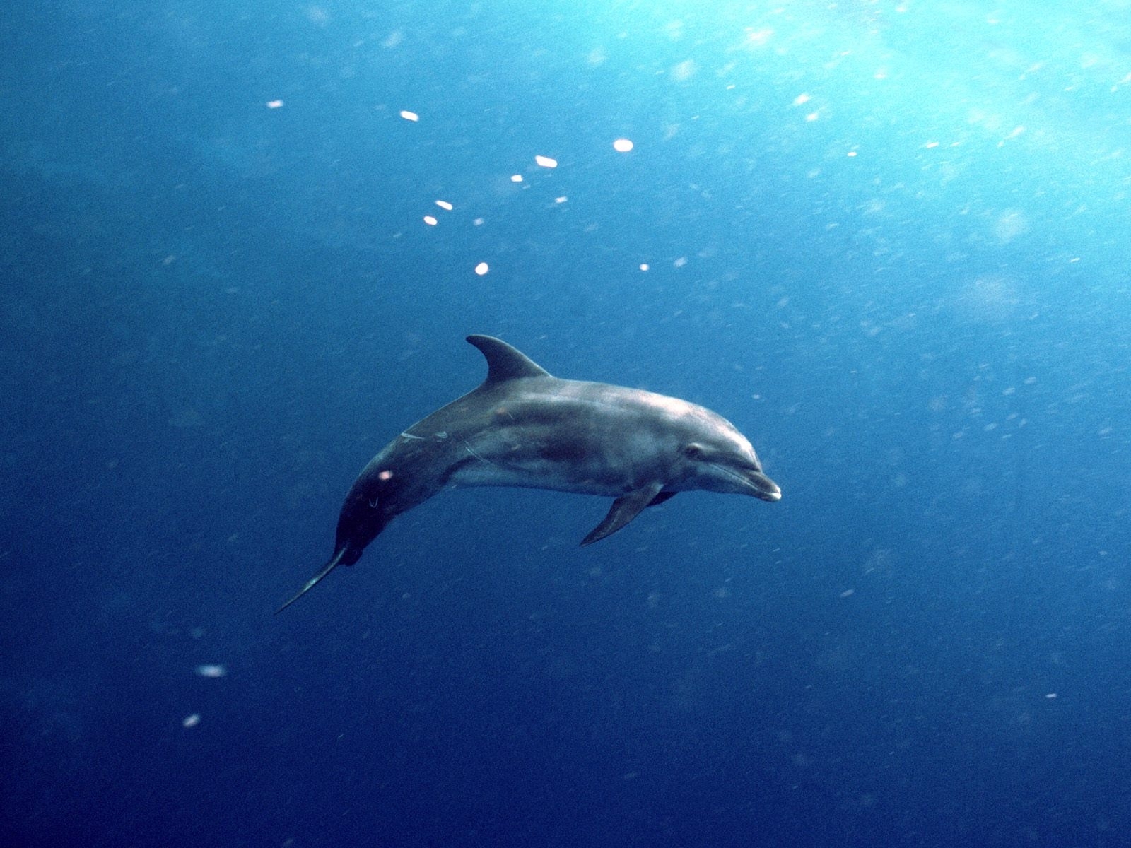 8382 Bild herunterladen delfine, tiere, sea, fische, blau - Hintergrundbilder und Bildschirmschoner kostenlos