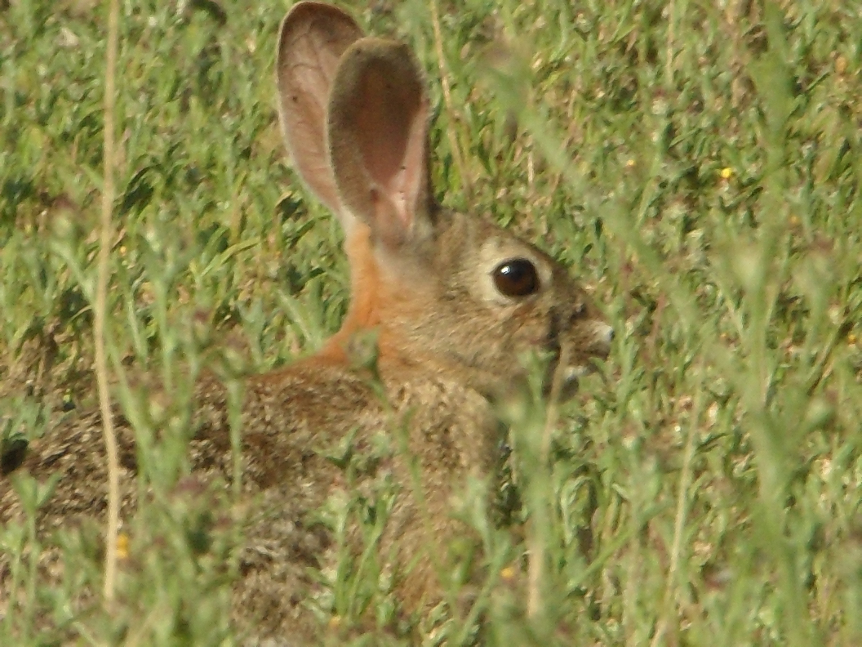 Téléchargez des papiers peints mobile Animaux, Lapin gratuitement.