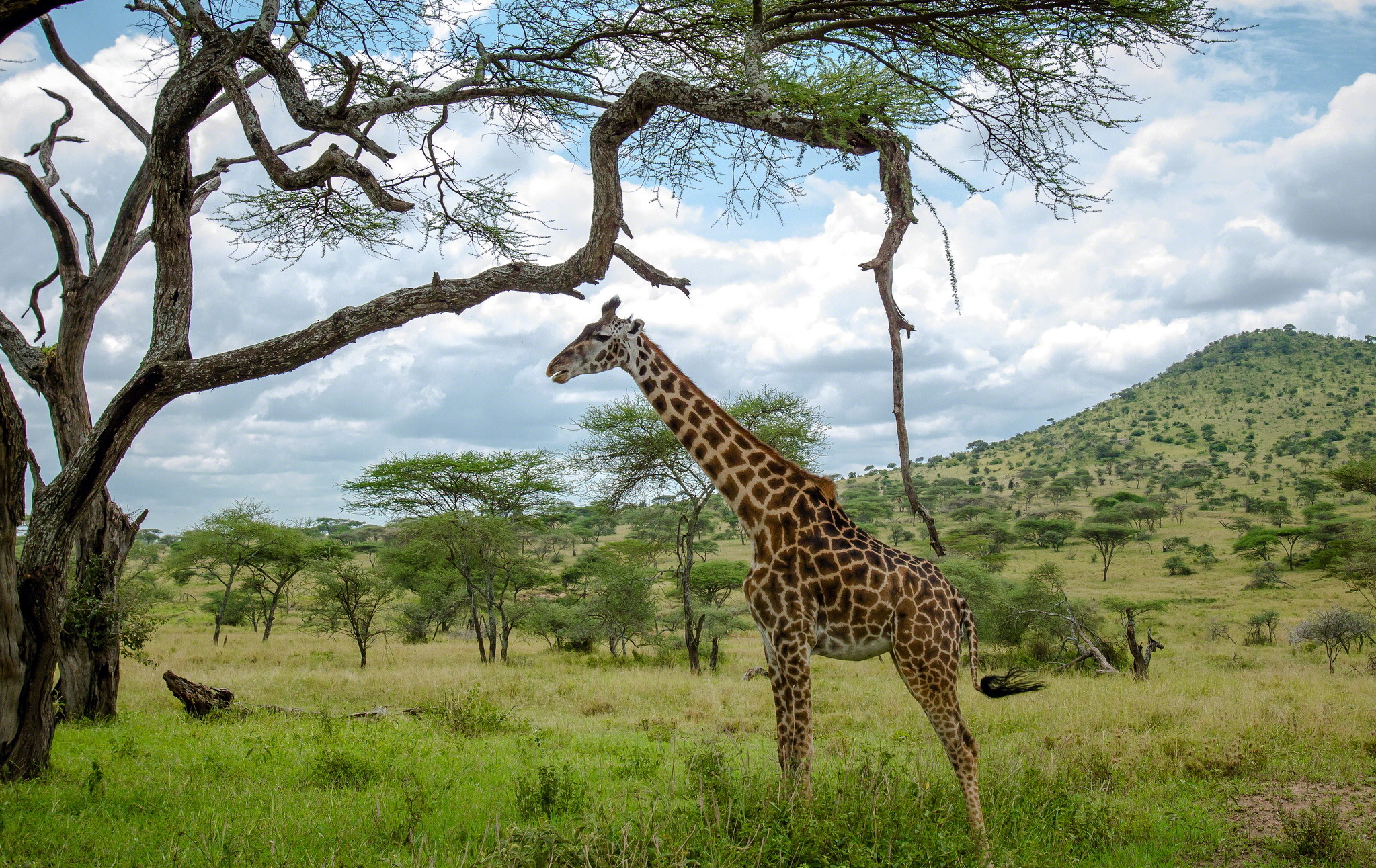Скачати мобільні шпалери Тварина, Жираф безкоштовно.