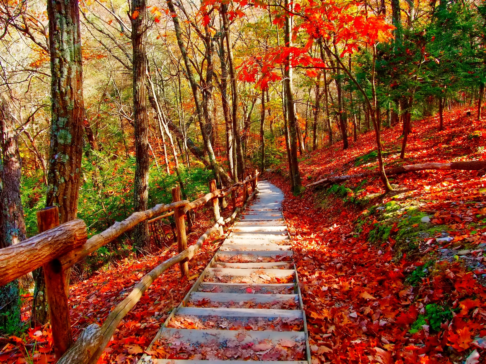 Free download wallpaper Forest, Tree, Fall, Path, Fence, Man Made on your PC desktop
