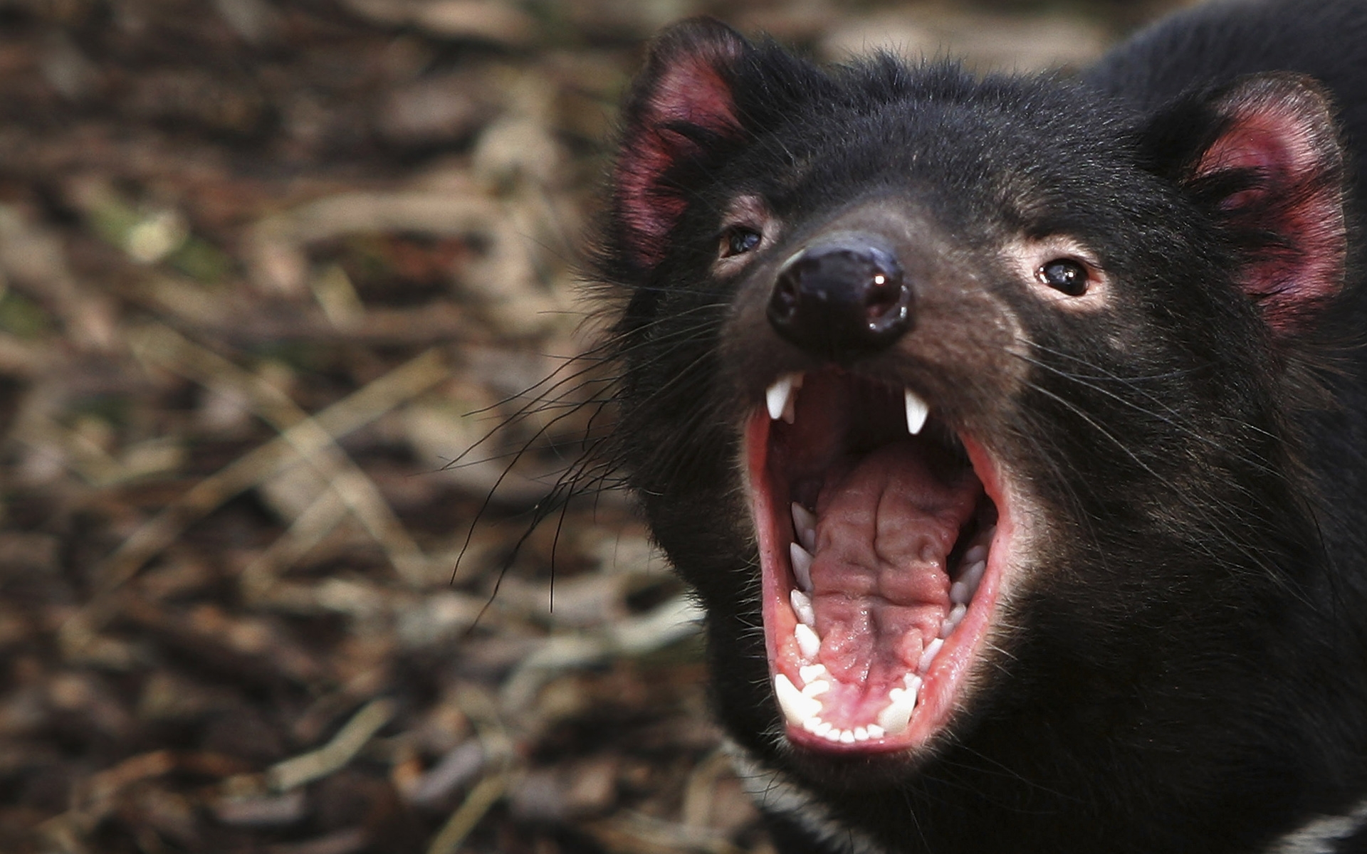 1467340 Bild herunterladen tiere, tasmanischer teufel - Hintergrundbilder und Bildschirmschoner kostenlos