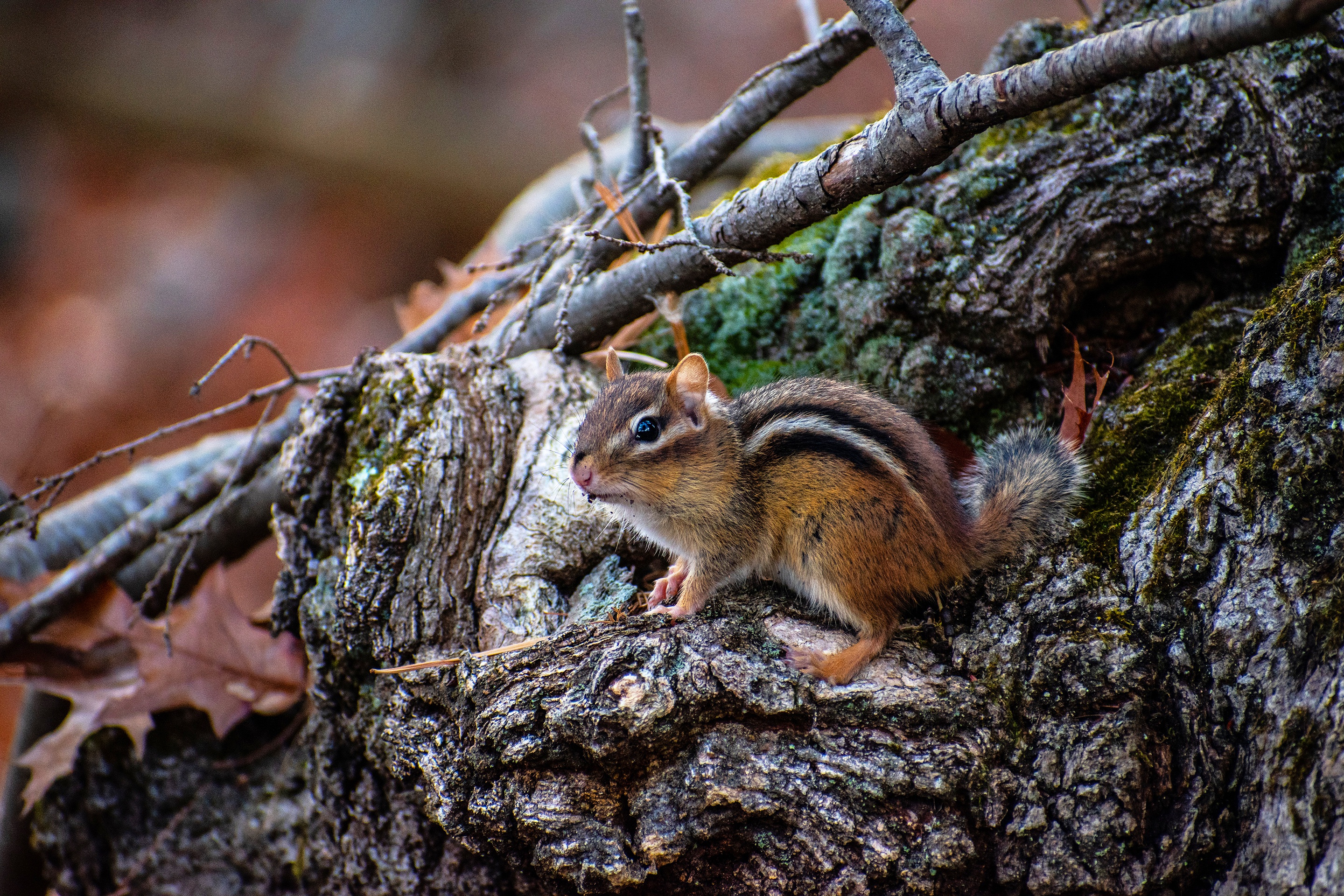 Download mobile wallpaper Animal, Rodent, Chipmunk for free.