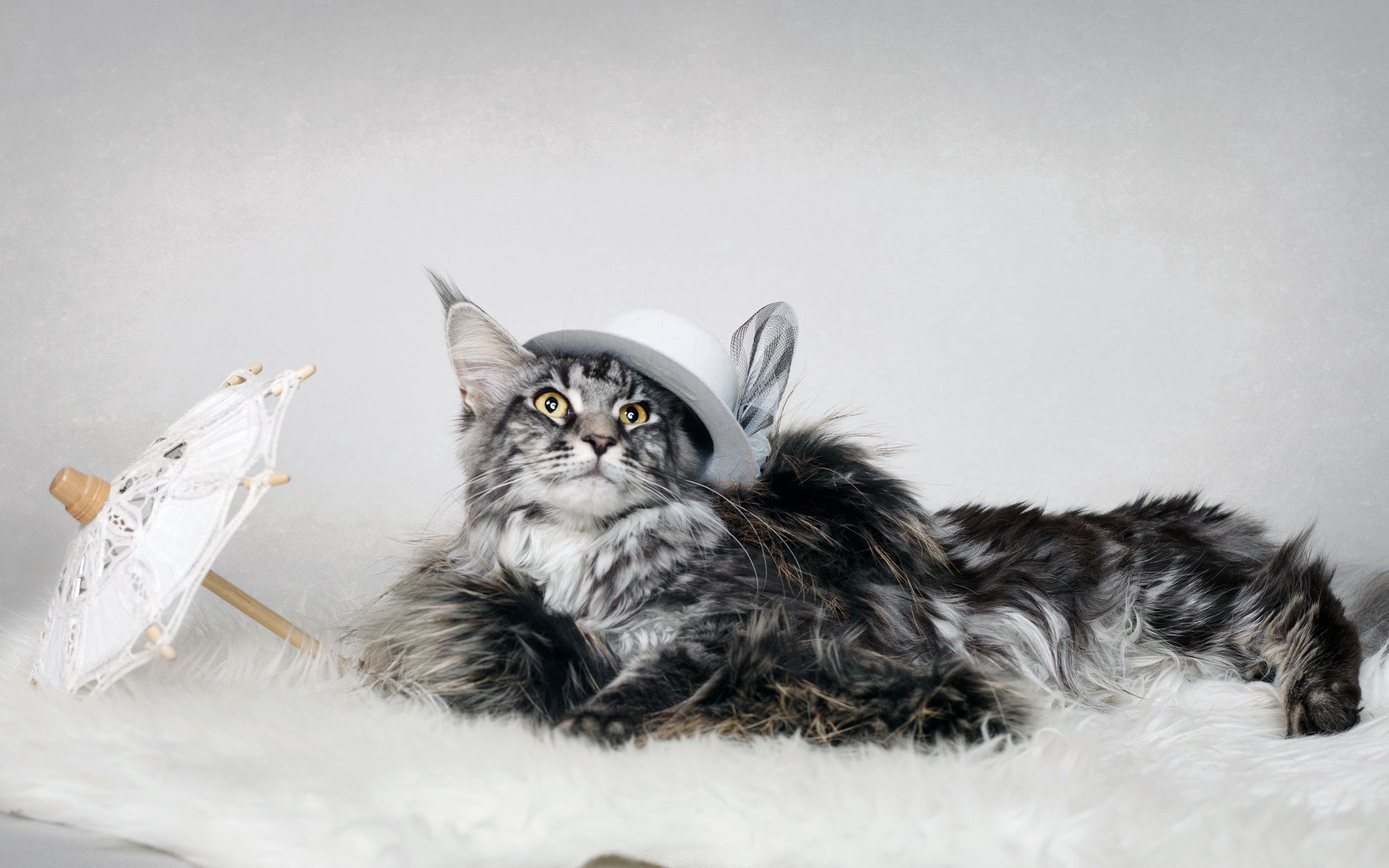 Free download wallpaper Animals, Fluffy, Hat, Umbrella, Cat on your PC desktop