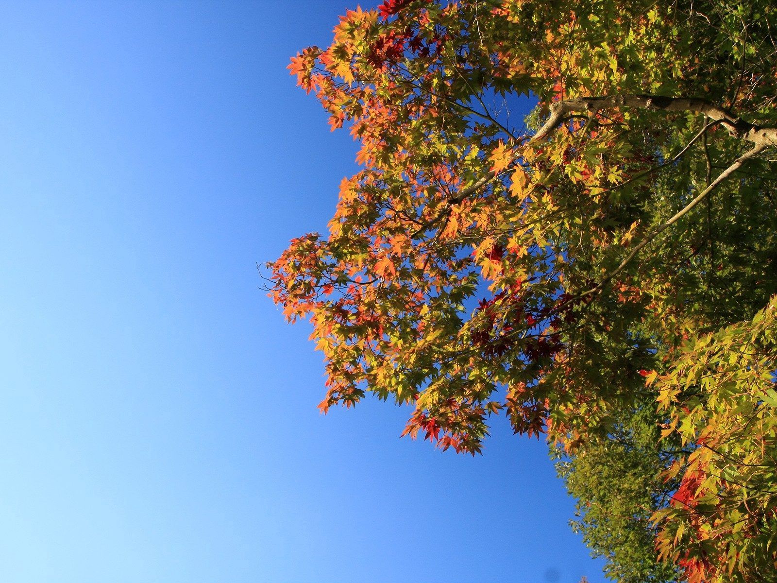 Baixar papel de parede para celular de Outono, Natureza, Árvore, Madeira, Folhas, Céu gratuito.