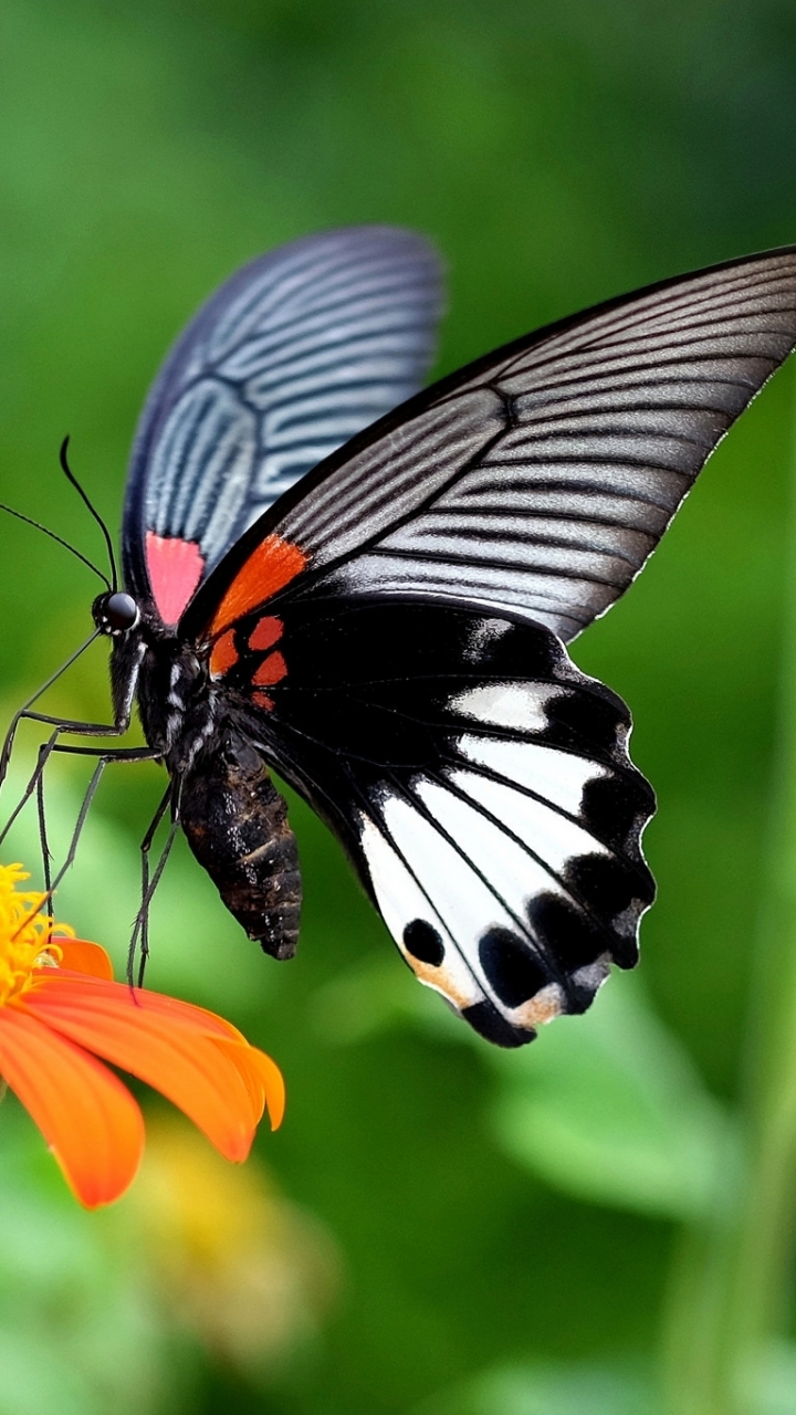 Descarga gratuita de fondo de pantalla para móvil de Animales, Flor, Mariposa.