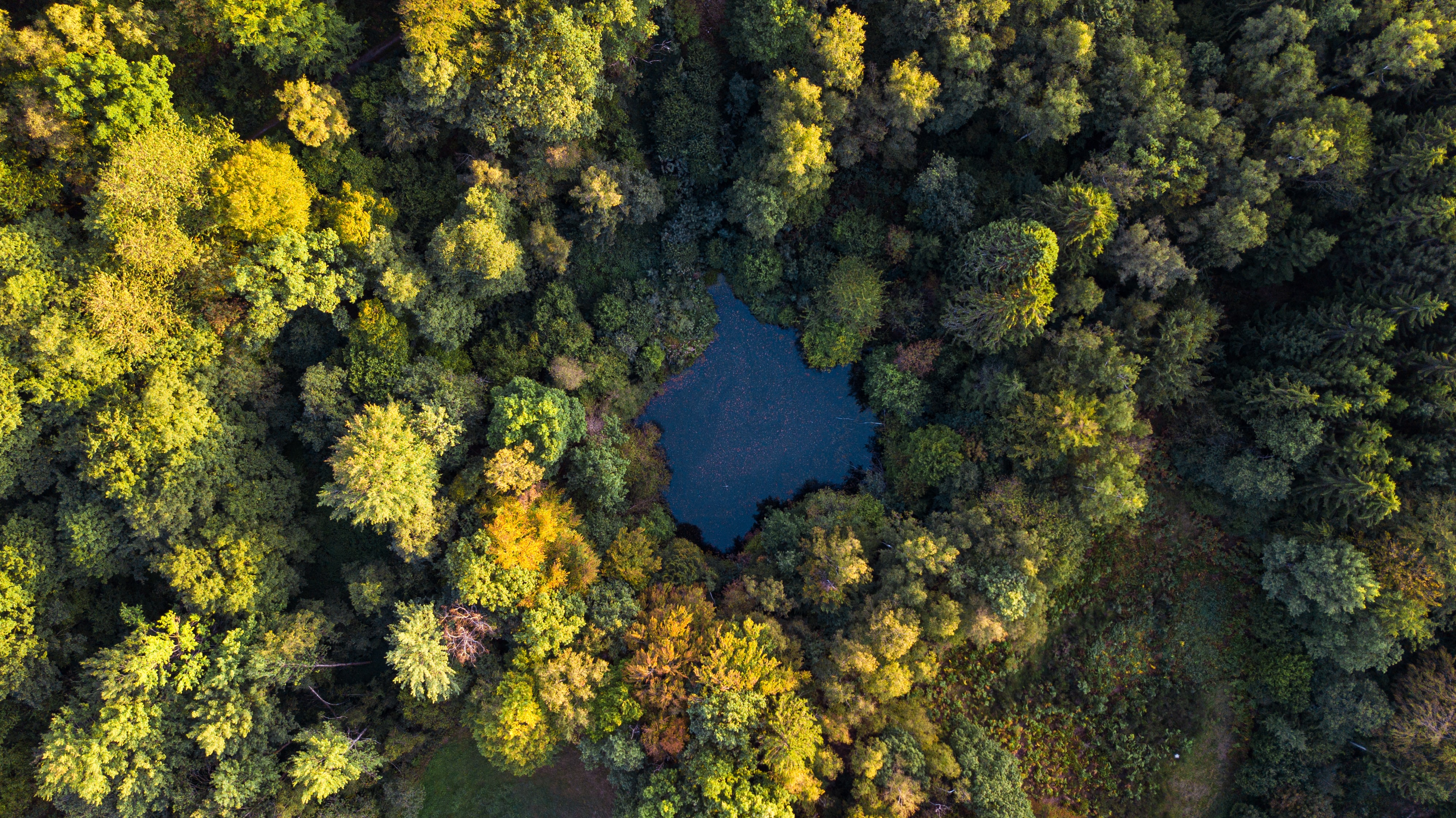 Laden Sie das Natur, Wasser, Bäume, Blick Von Oben, See, Wald, Herbst-Bild kostenlos auf Ihren PC-Desktop herunter