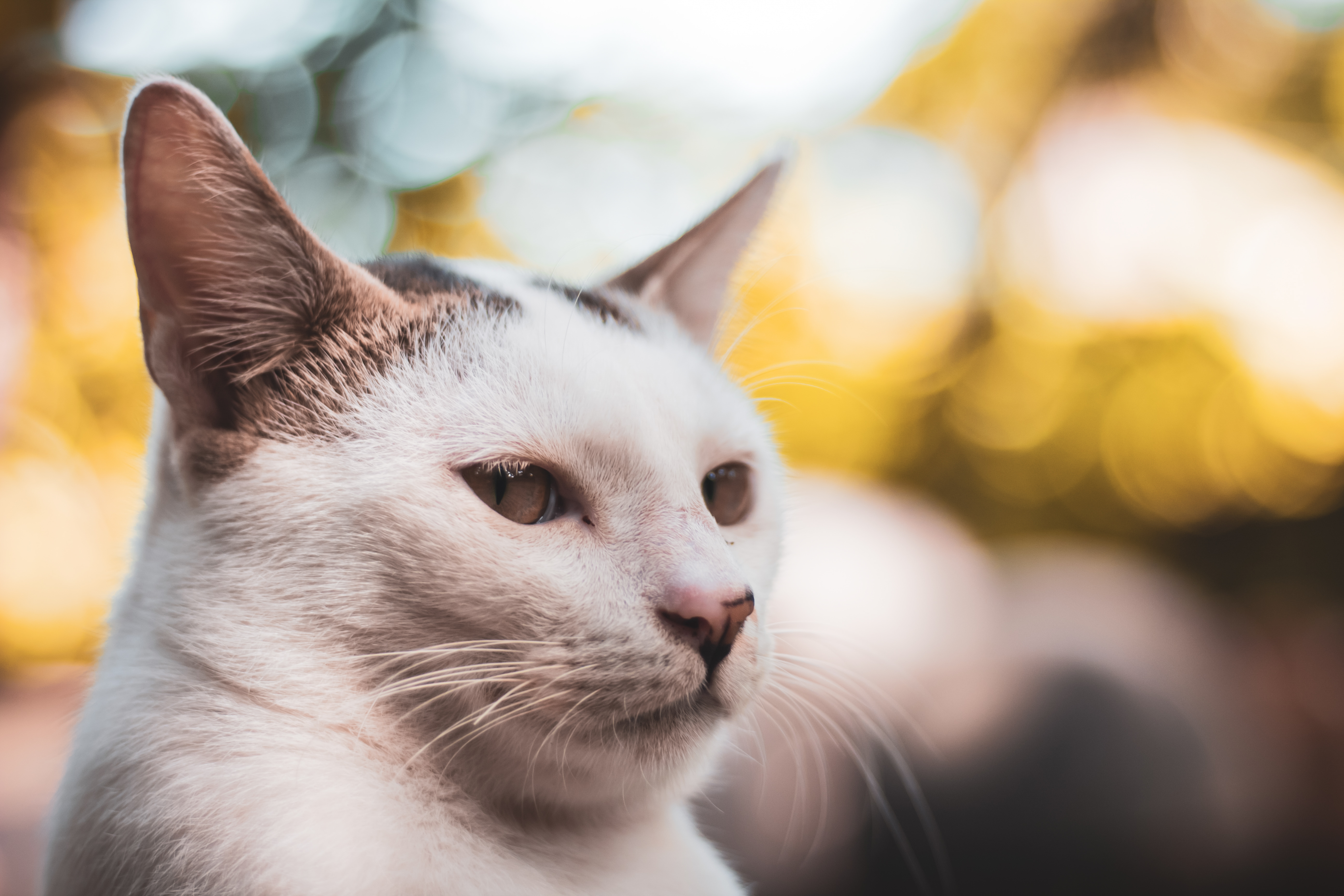 無料モバイル壁紙動物, ネコ, 猫をダウンロードします。