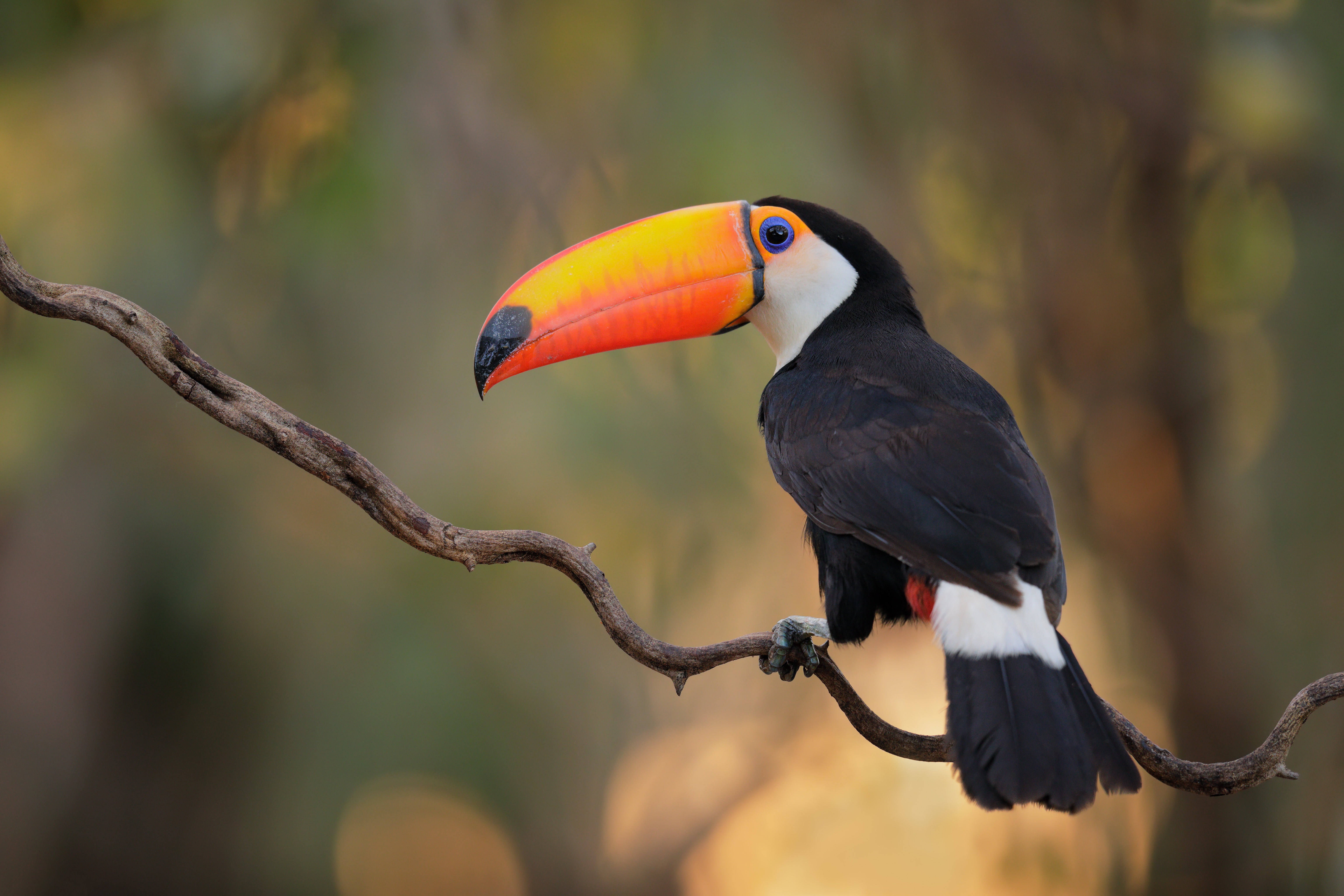 Free download wallpaper Birds, Bird, Animal, Toucan on your PC desktop