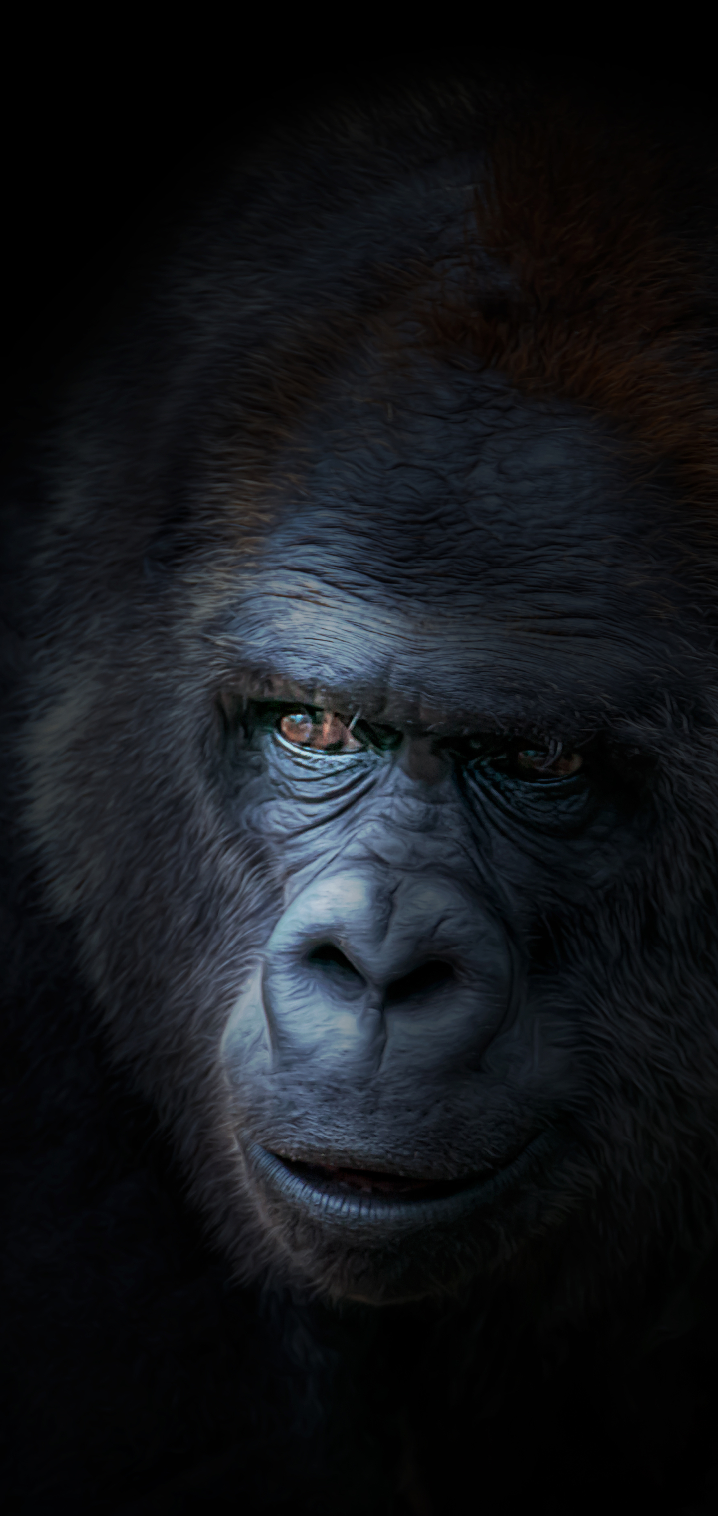 Téléchargez des papiers peints mobile Animaux, Singes, Gorille gratuitement.