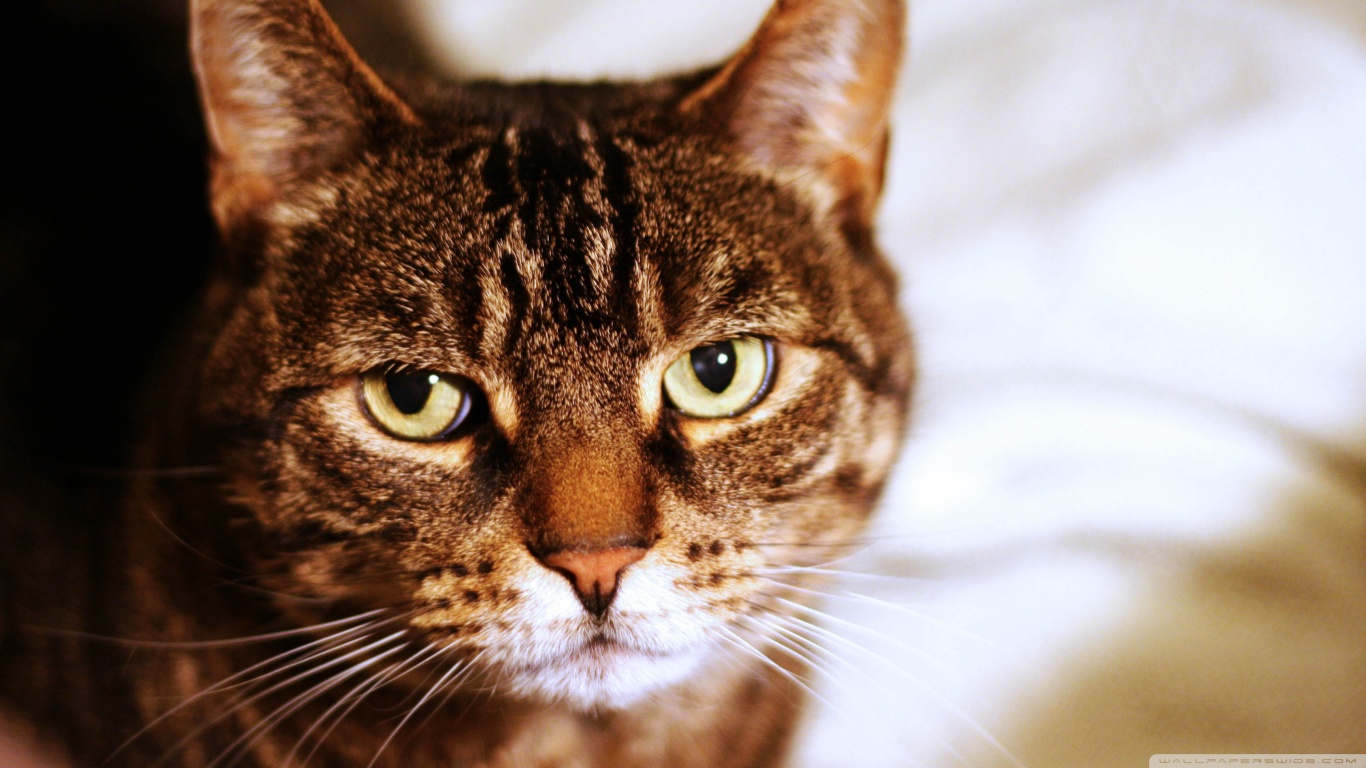 Baixe gratuitamente a imagem Animais, Gatos, Gato na área de trabalho do seu PC