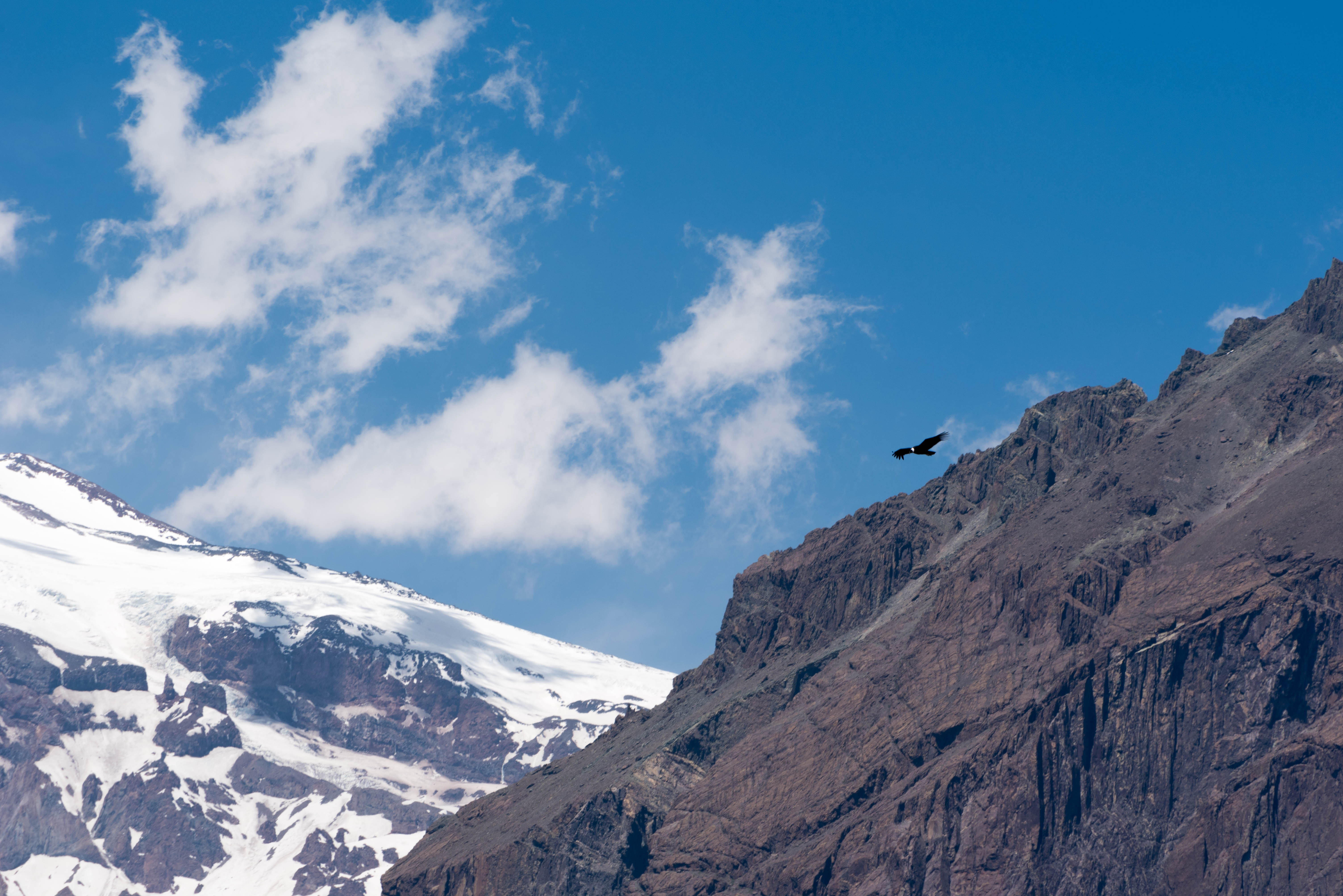 Download PC Wallpaper eagle, nature, sky, rocks, bird