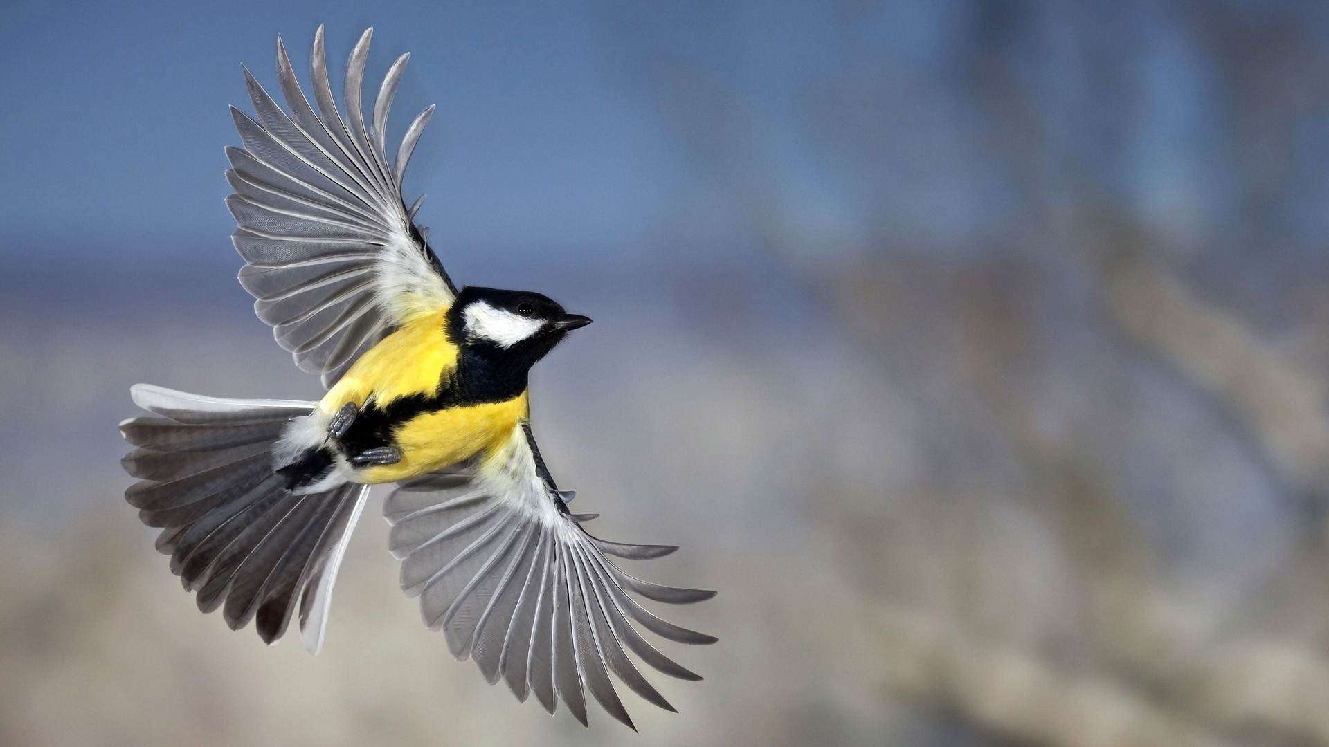 PCデスクトップに鳥, 動物画像を無料でダウンロード