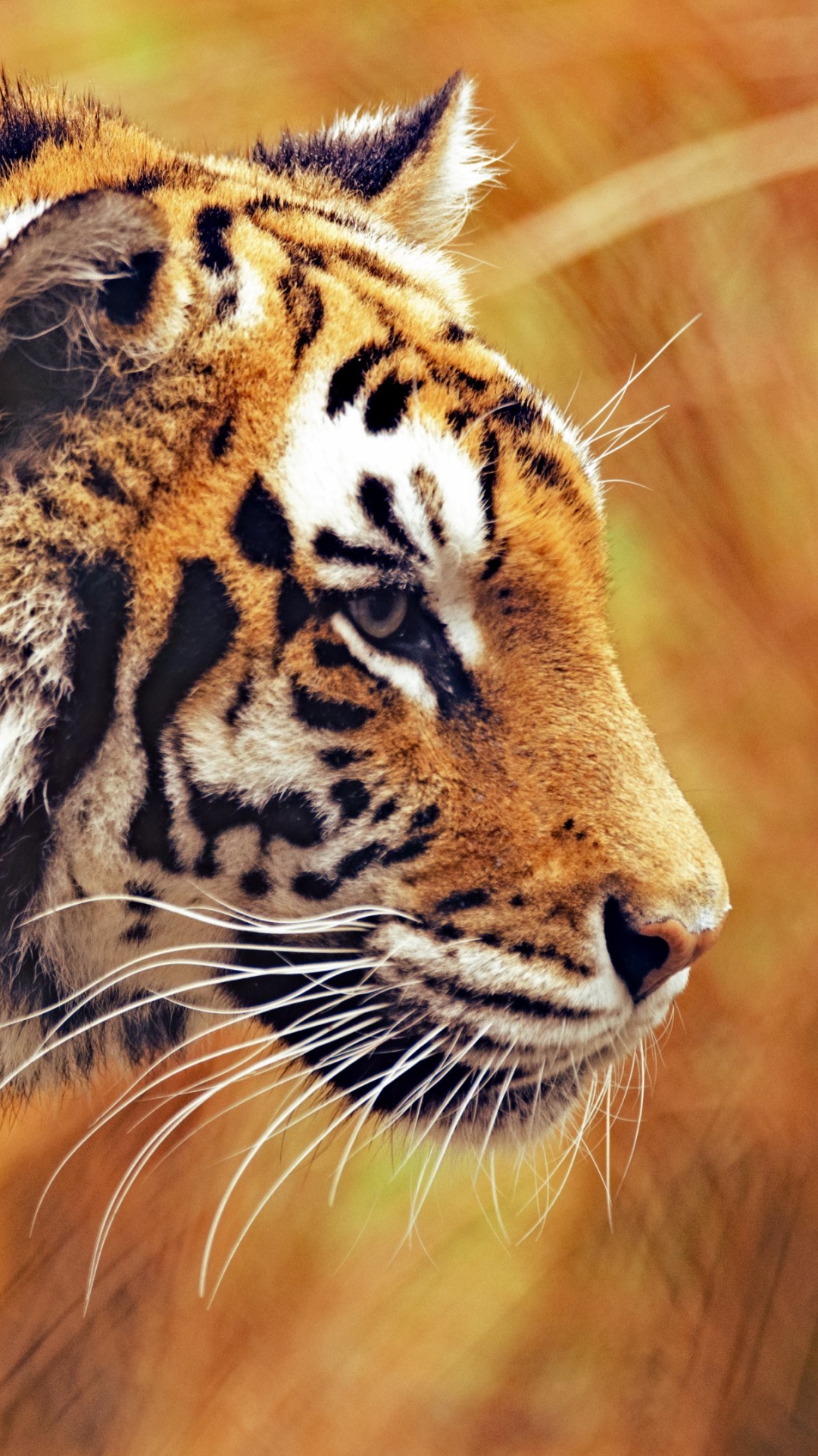 Download mobile wallpaper Cats, Tiger, Animal for free.