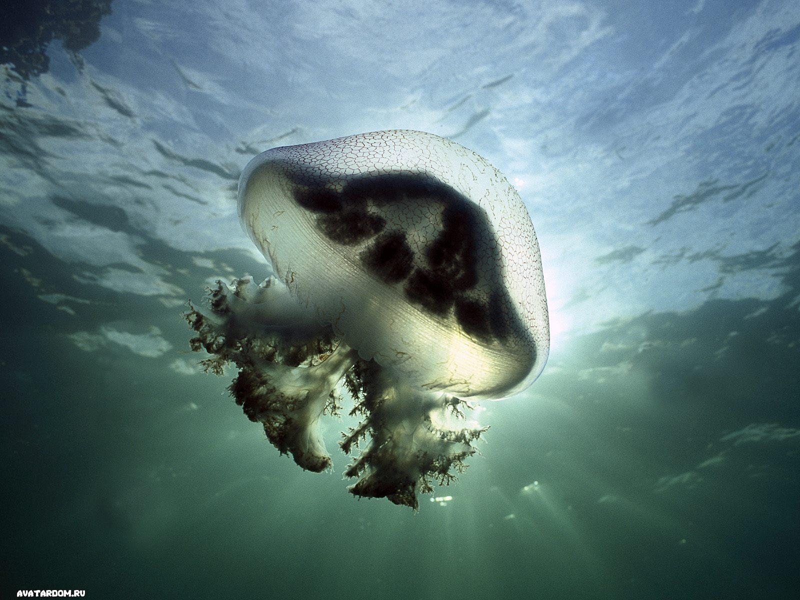 Free download wallpaper Animals, Water, Sea, Jellyfish on your PC desktop