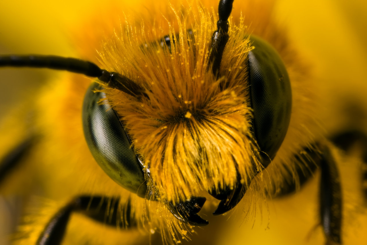 Handy-Wallpaper Tiere, Biene kostenlos herunterladen.