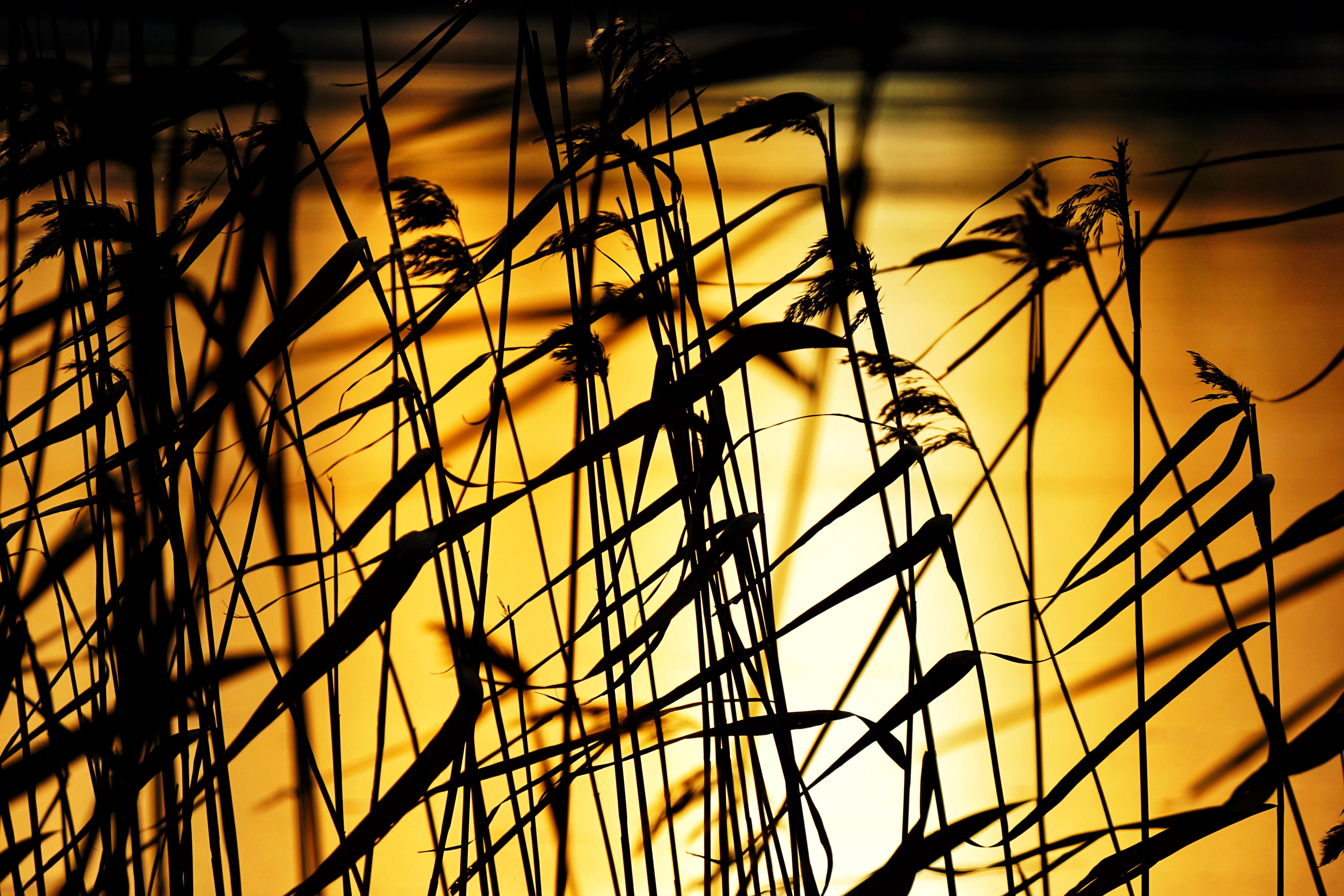 Download mobile wallpaper Grass, Dusk, Twilight, Sunset, Dark, Plants for free.