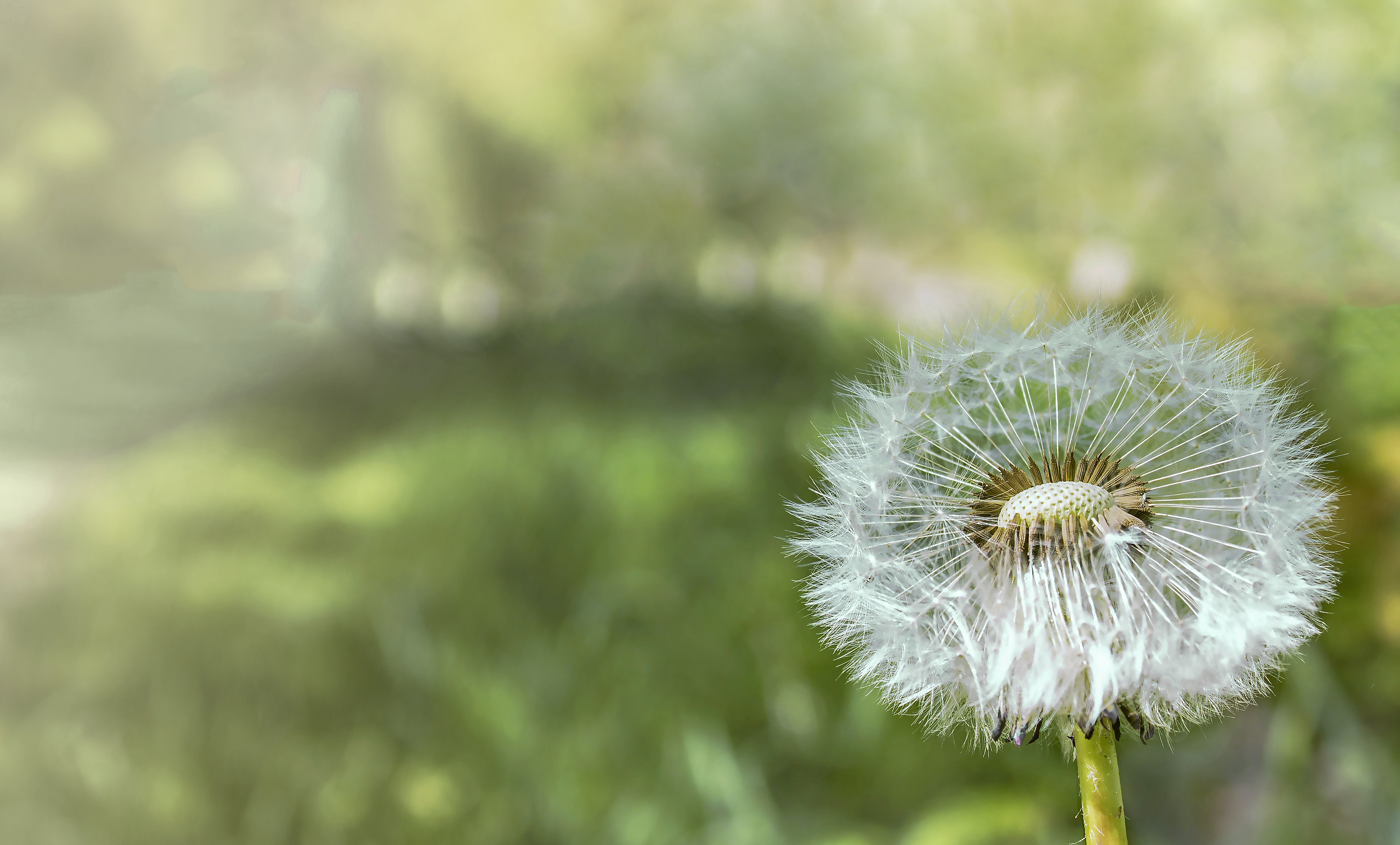 Handy-Wallpaper Löwenzahn, Verwischen, Erde/natur kostenlos herunterladen.