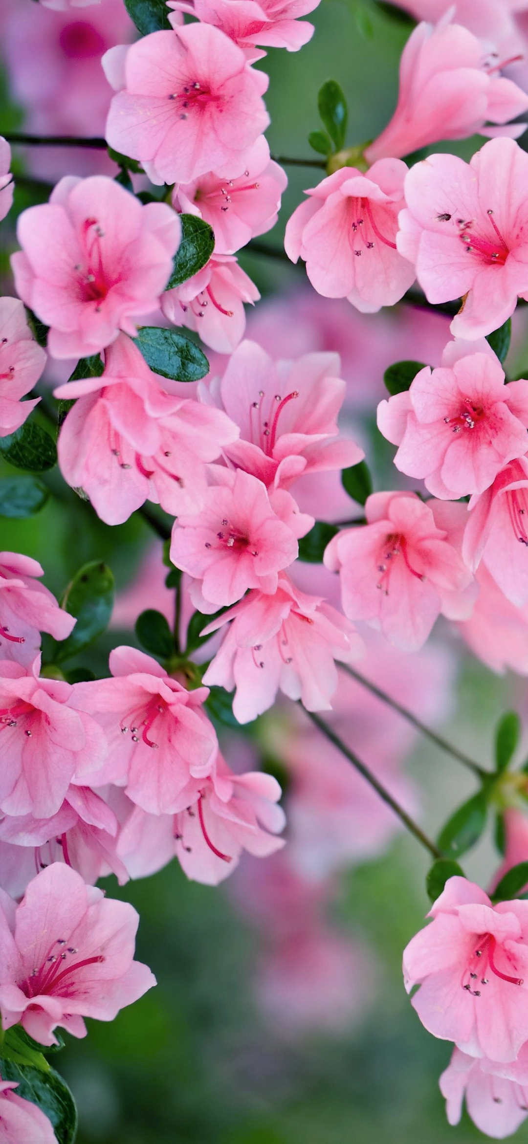 Скачать картинку Цветок, Весна, Цвести, Земля/природа, Розовый Цветок, Флауэрсы в телефон бесплатно.