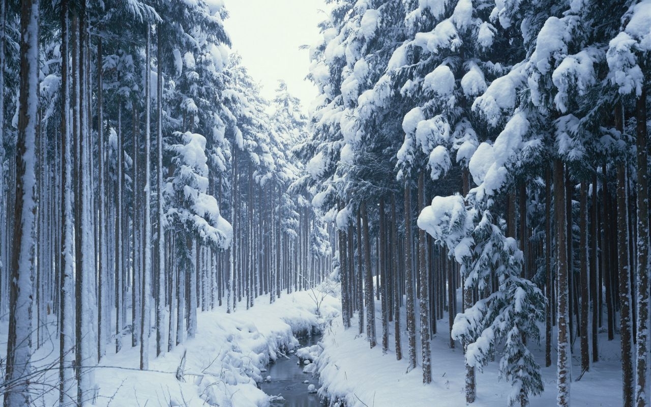 無料モバイル壁紙自然, 木, 雪, 風景をダウンロードします。