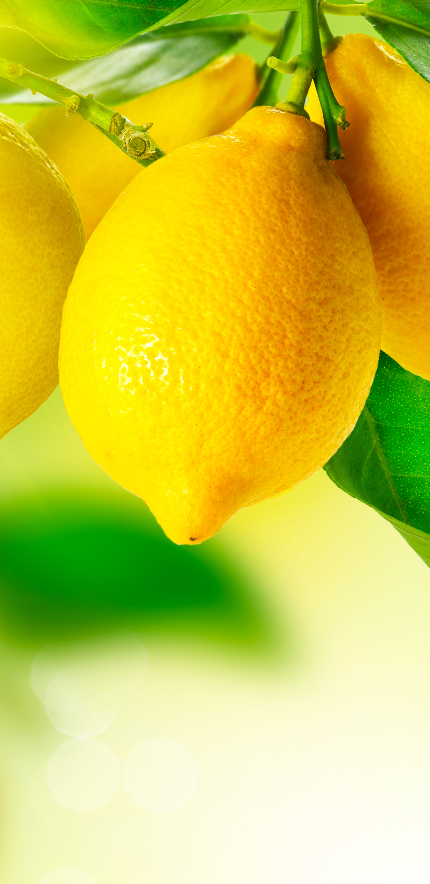 Download mobile wallpaper Food, Lemon, Fruit for free.