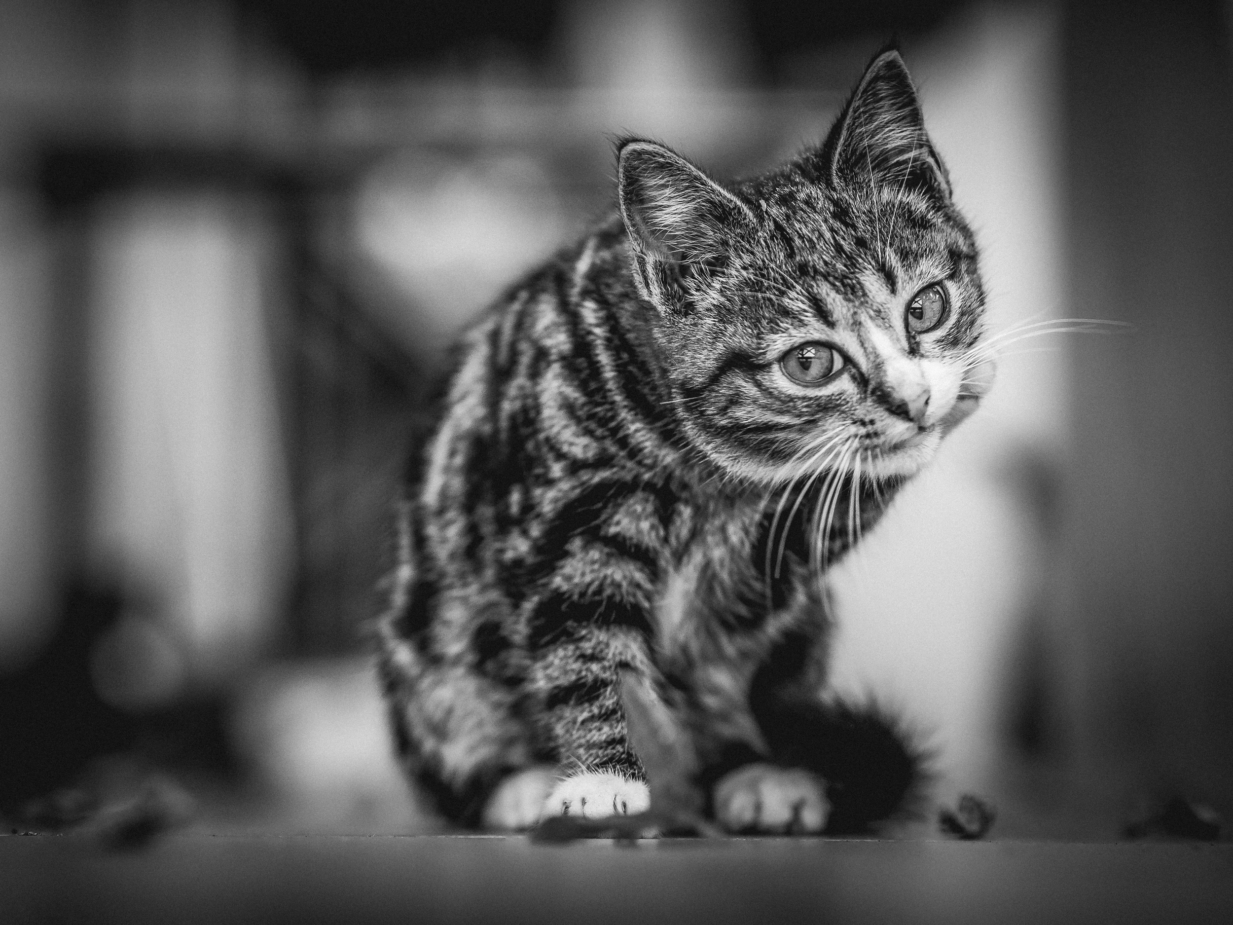 Download mobile wallpaper Cats, Cat, Monochrome, Animal, Black & White for free.