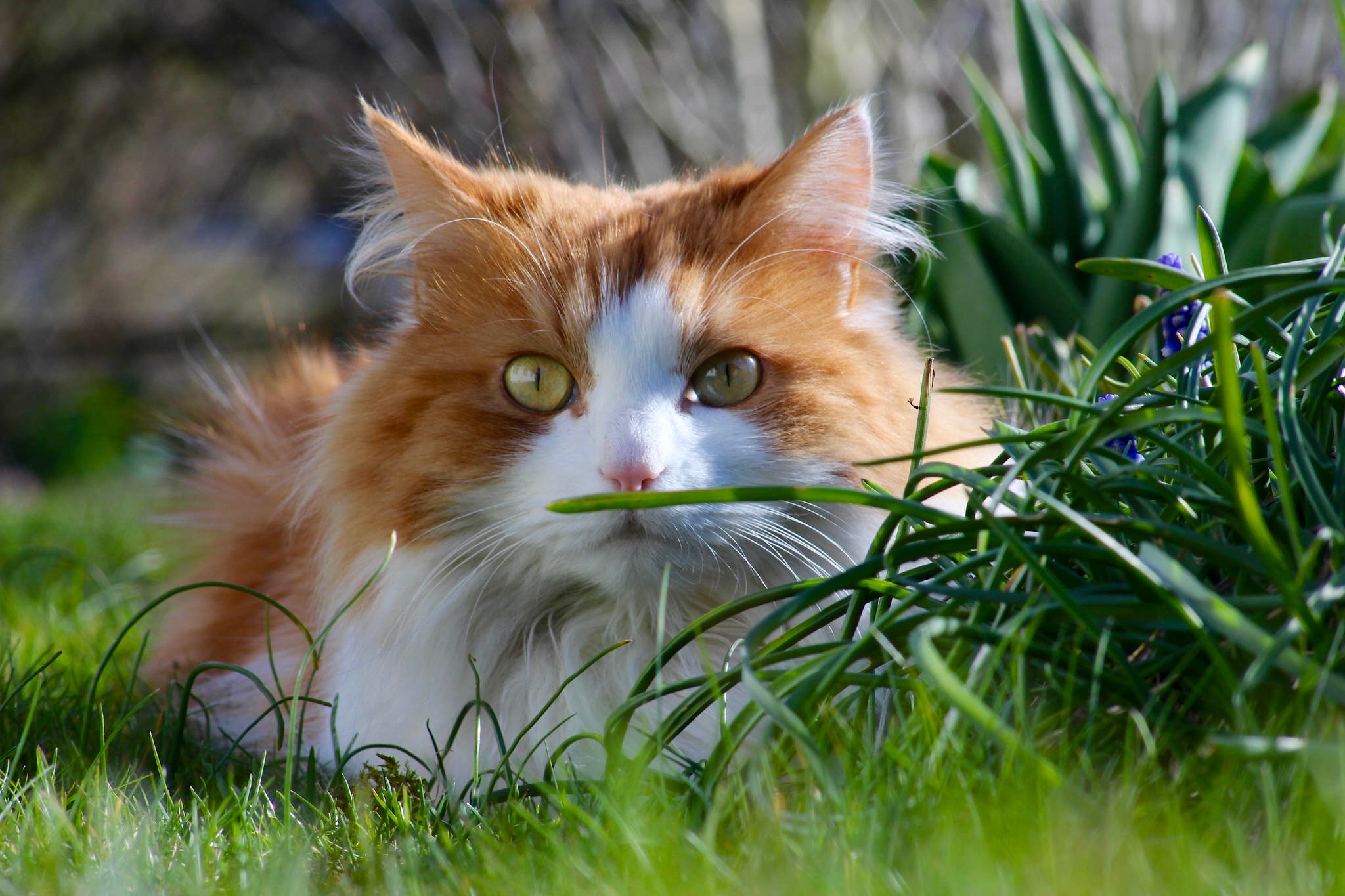 Handy-Wallpaper Tiere, Katzen, Katze, Gras kostenlos herunterladen.