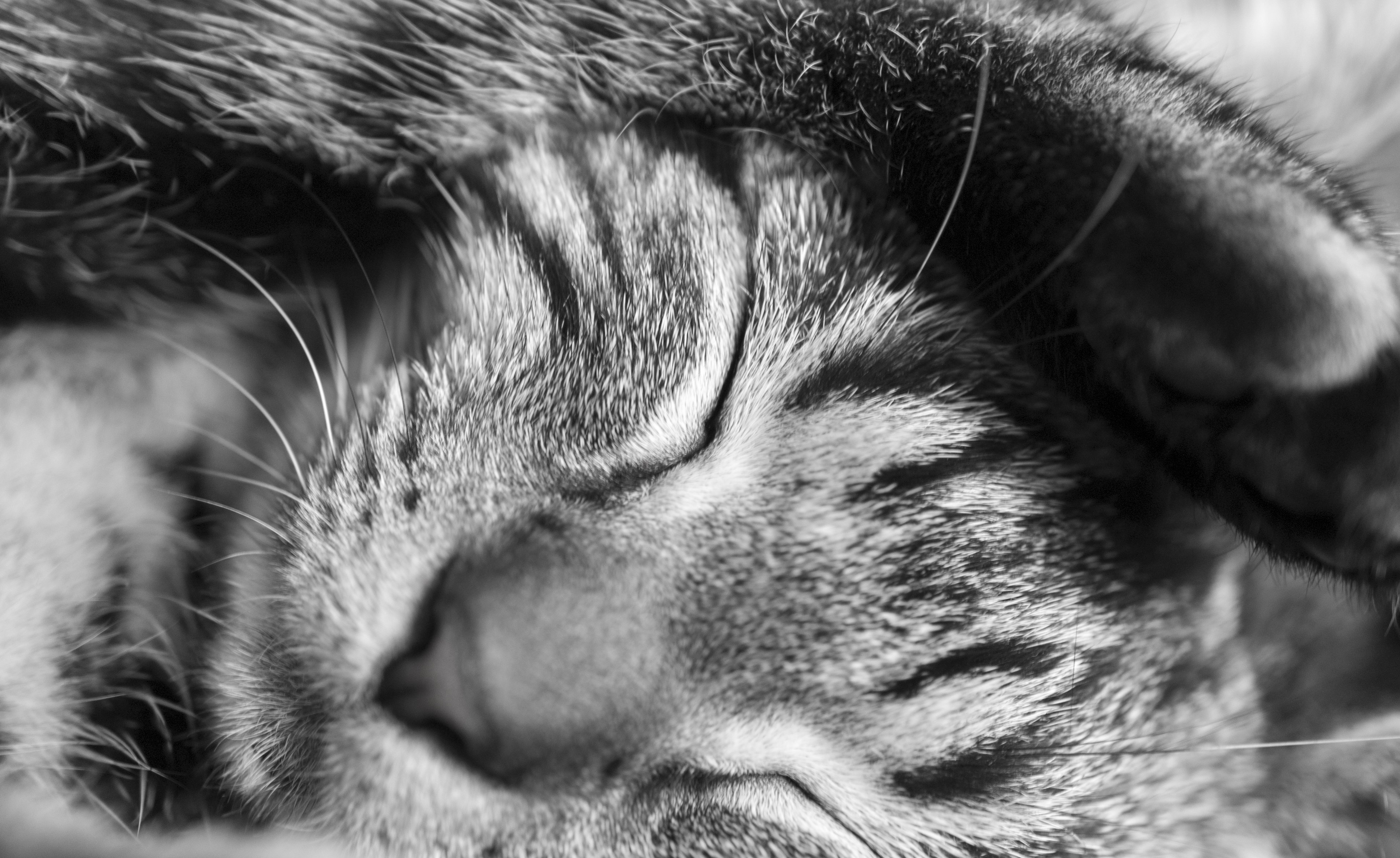 Download mobile wallpaper Cats, Cat, Close Up, Animal, Sleeping, Black & White for free.