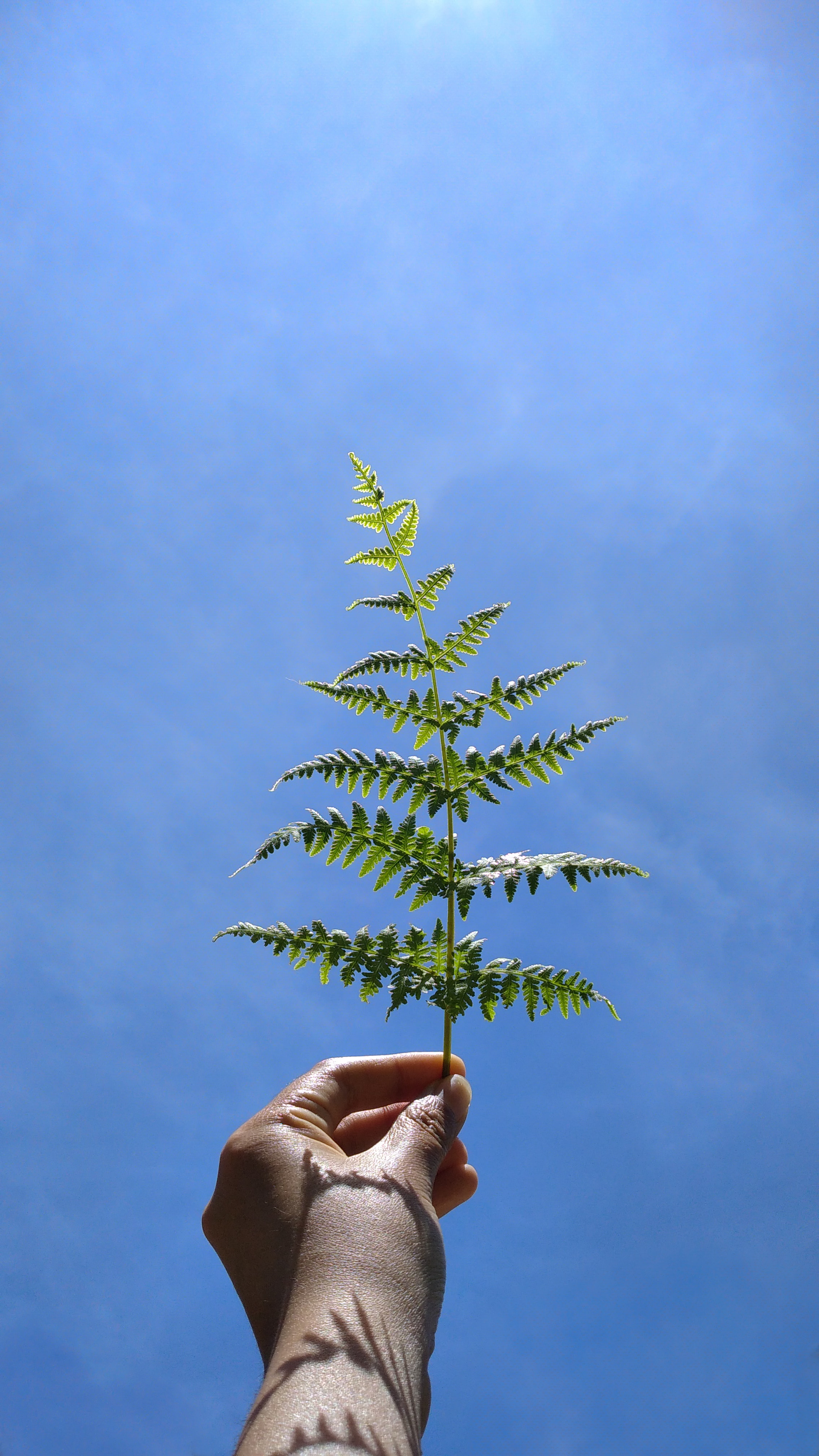 Download mobile wallpaper Leaflet, Miscellanea, Miscellaneous, Fern, Sky, Hand for free.