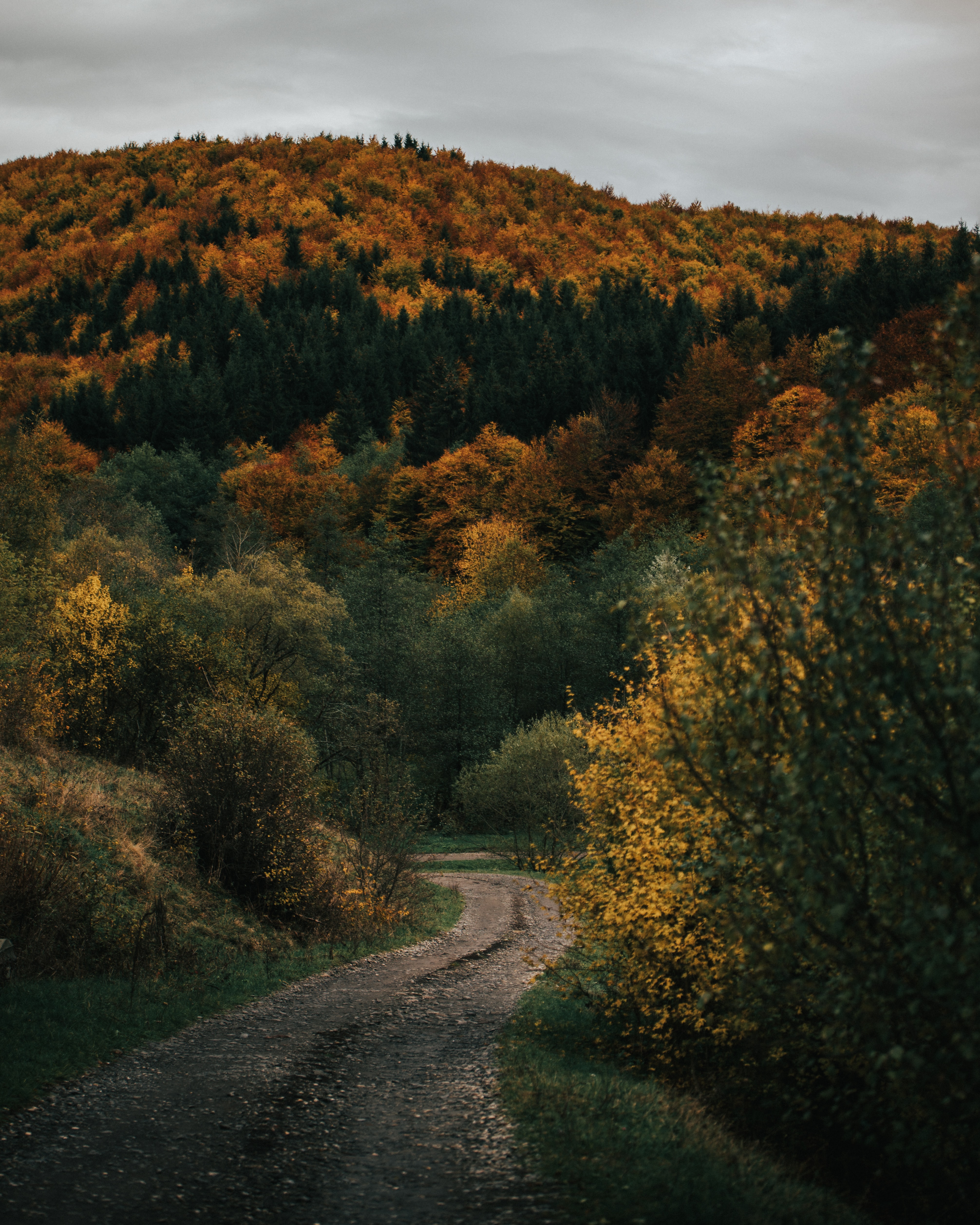 Download mobile wallpaper Forest, Hill, Road, Autumn, Nature for free.